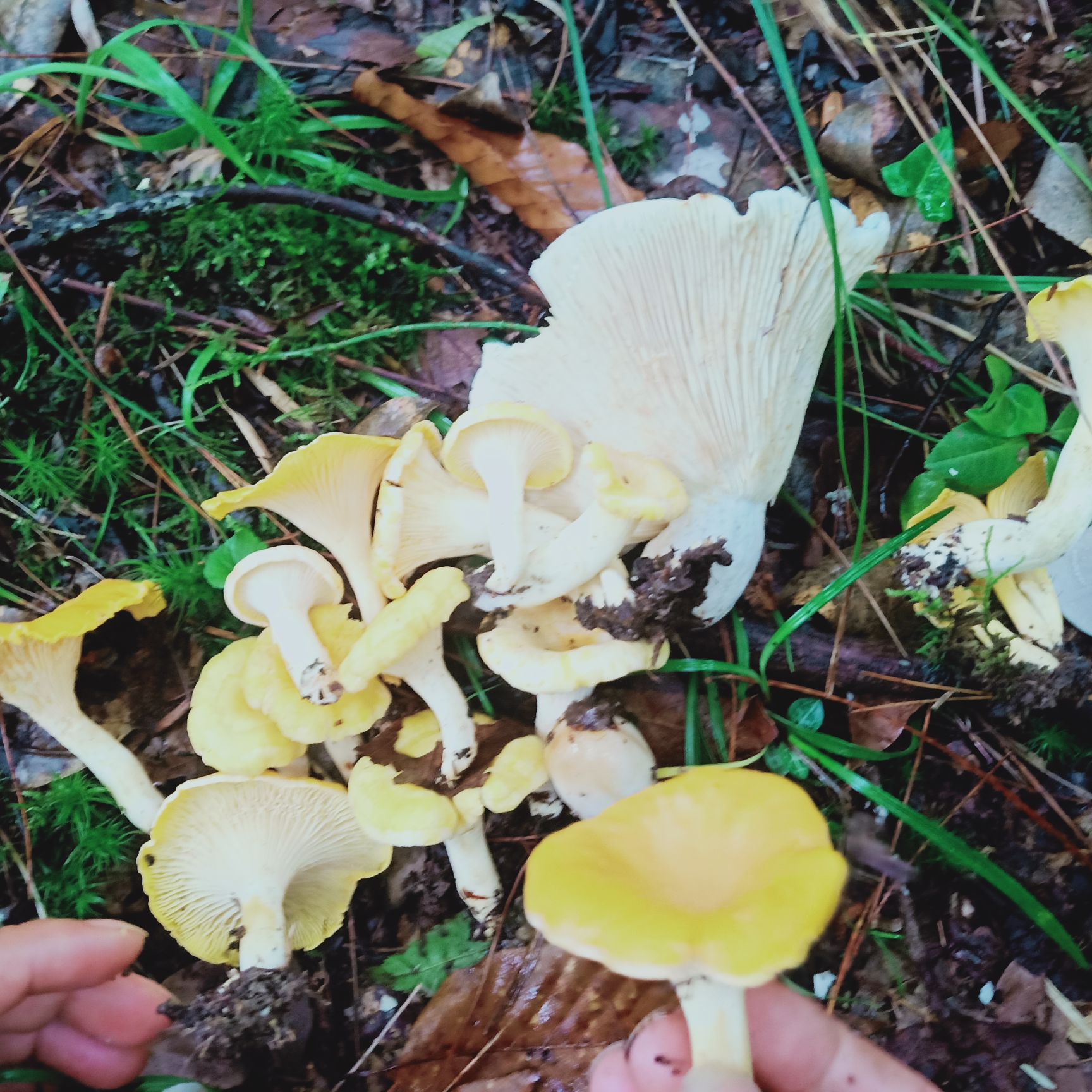新鲜松树菌