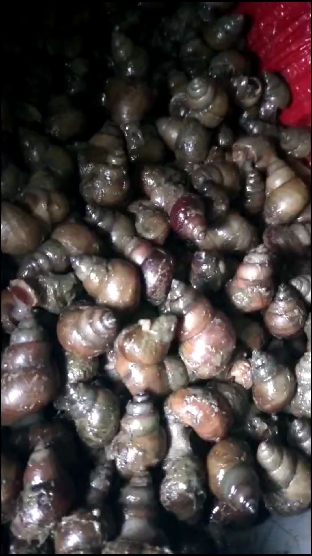 螺蛳 鲜活的大螺丝,有需要的联系.