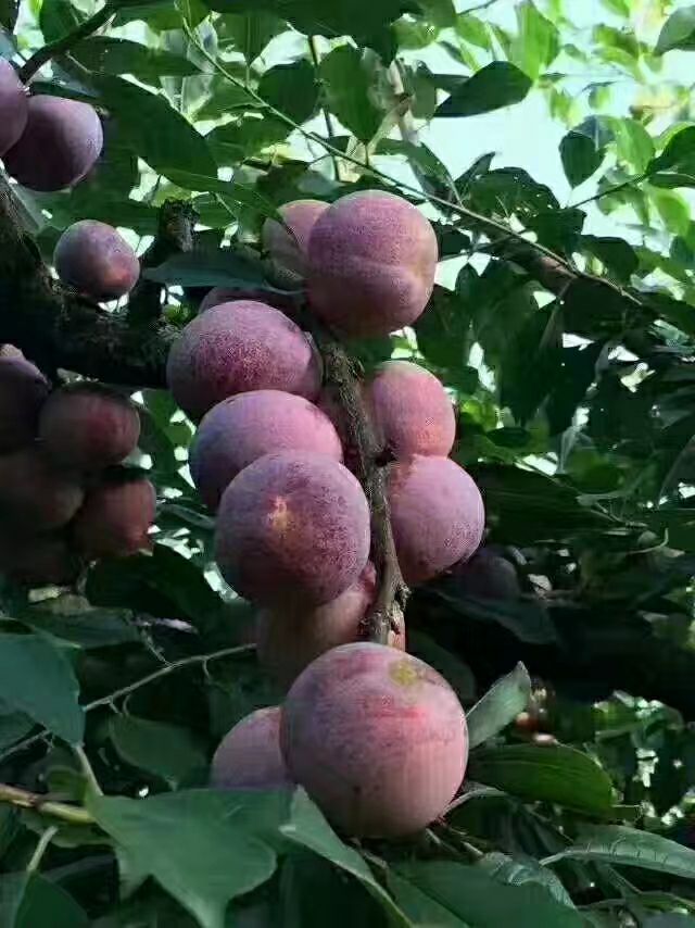 古田芙蓉李