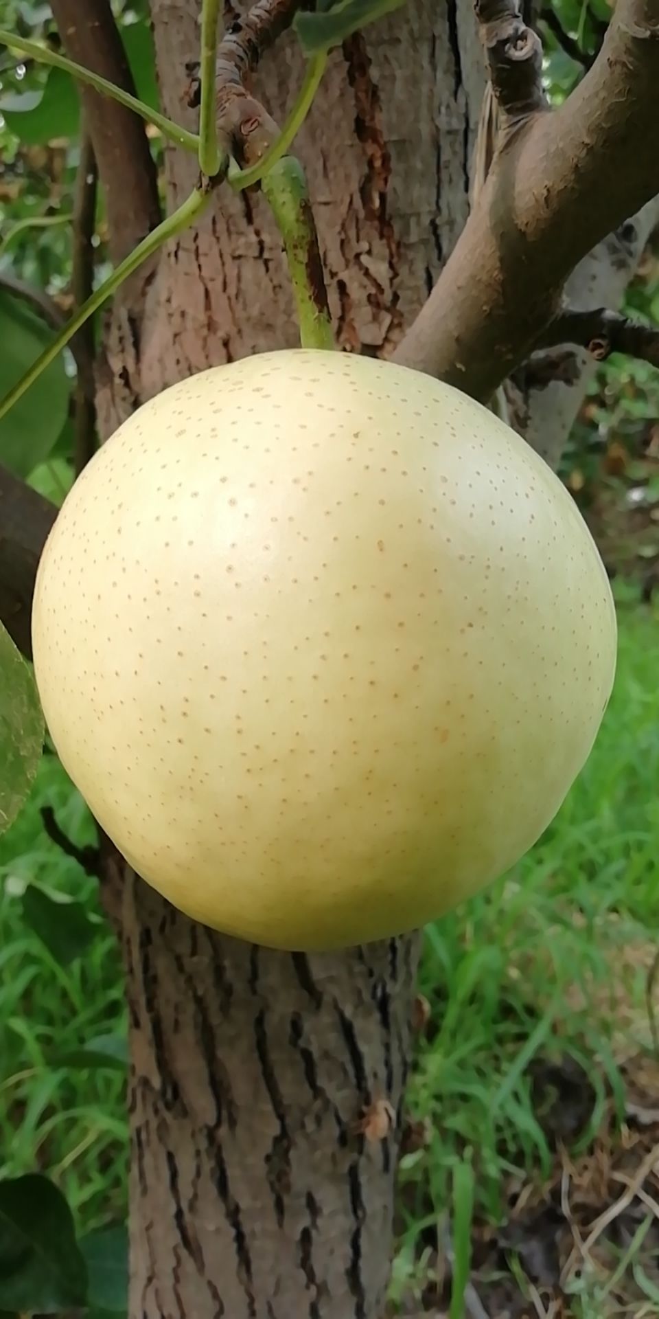 皇冠梨 口感好果型好求收购商
