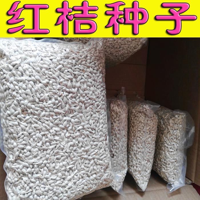 广西阳朔县红橘种子 红桔种子 橘子种子 砧木种子 真空包装发货