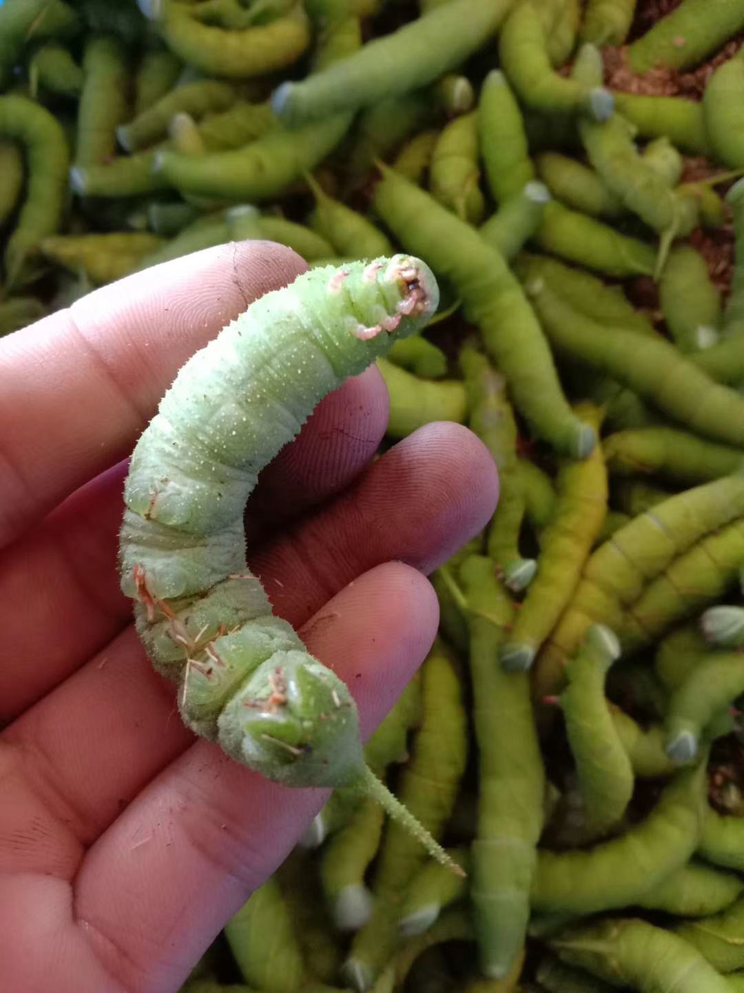 熟虫 豆虫 豆丹供应