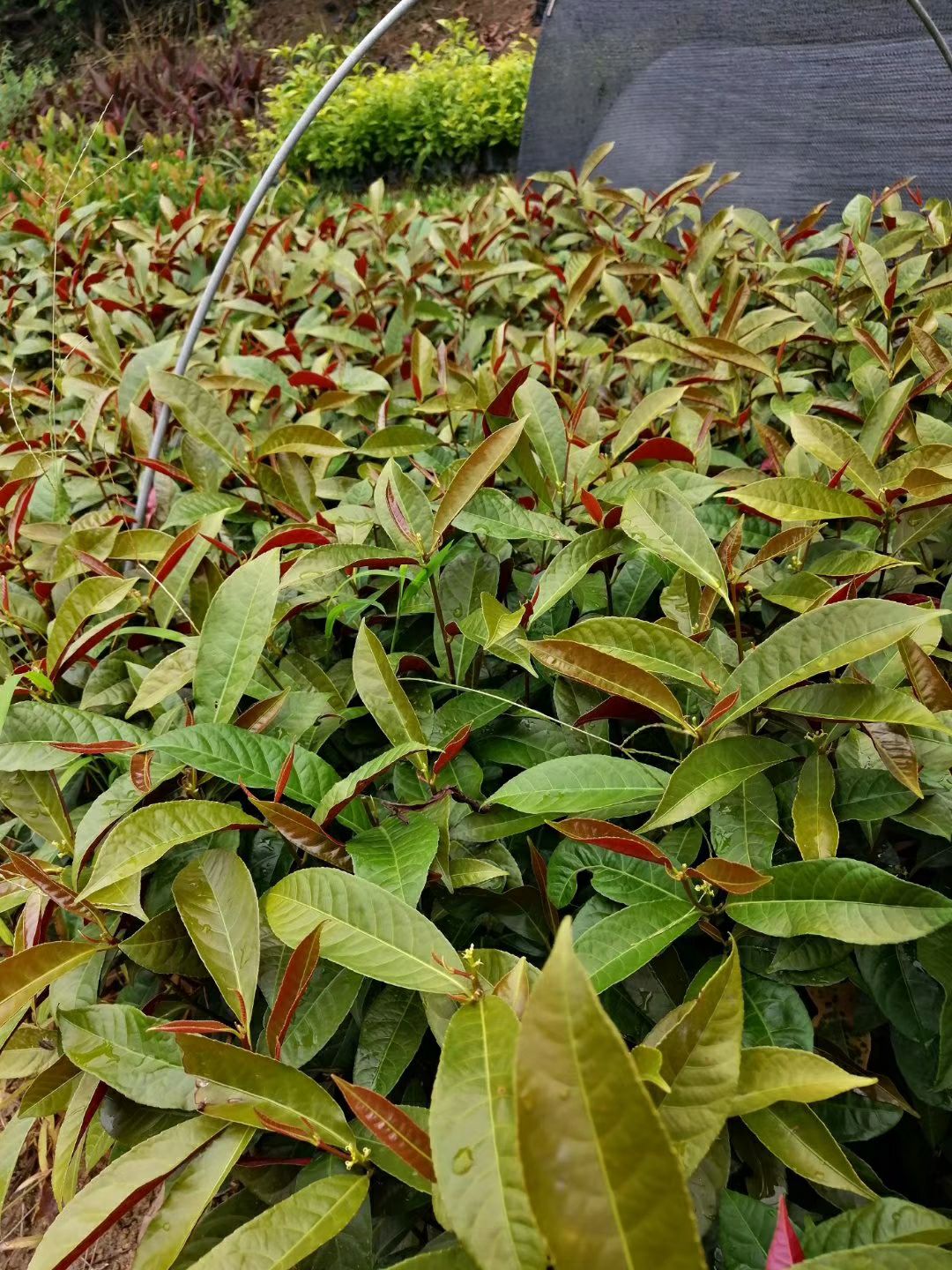 红背桂盆栽 红背桂大中袋(7,5斤袋)