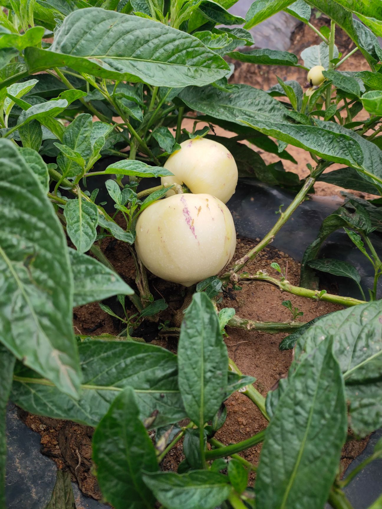 人参果哪里有卖 - 人参果货源 -人参果图片\/价格