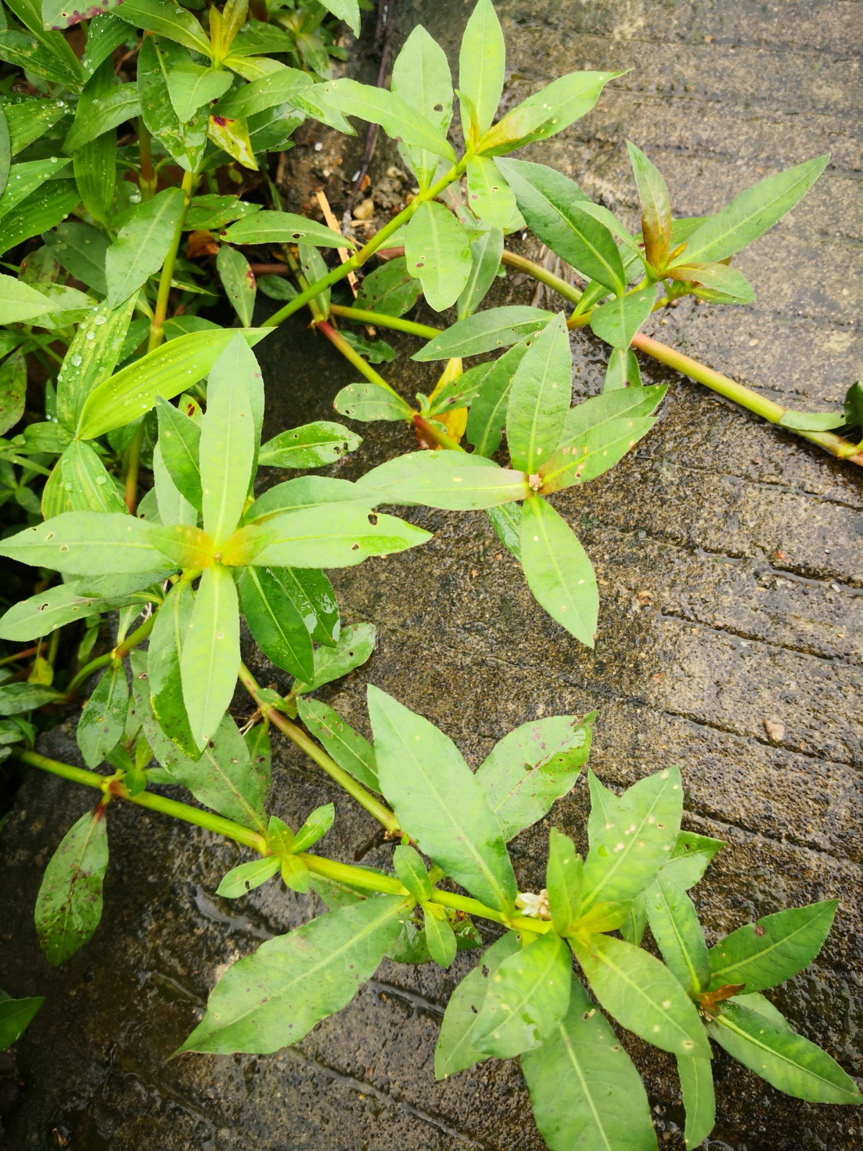 氯氟吡氧乙酸 2甲草甘膦乙羧特杀除革命草死根烂根藤水花生节节草顽固