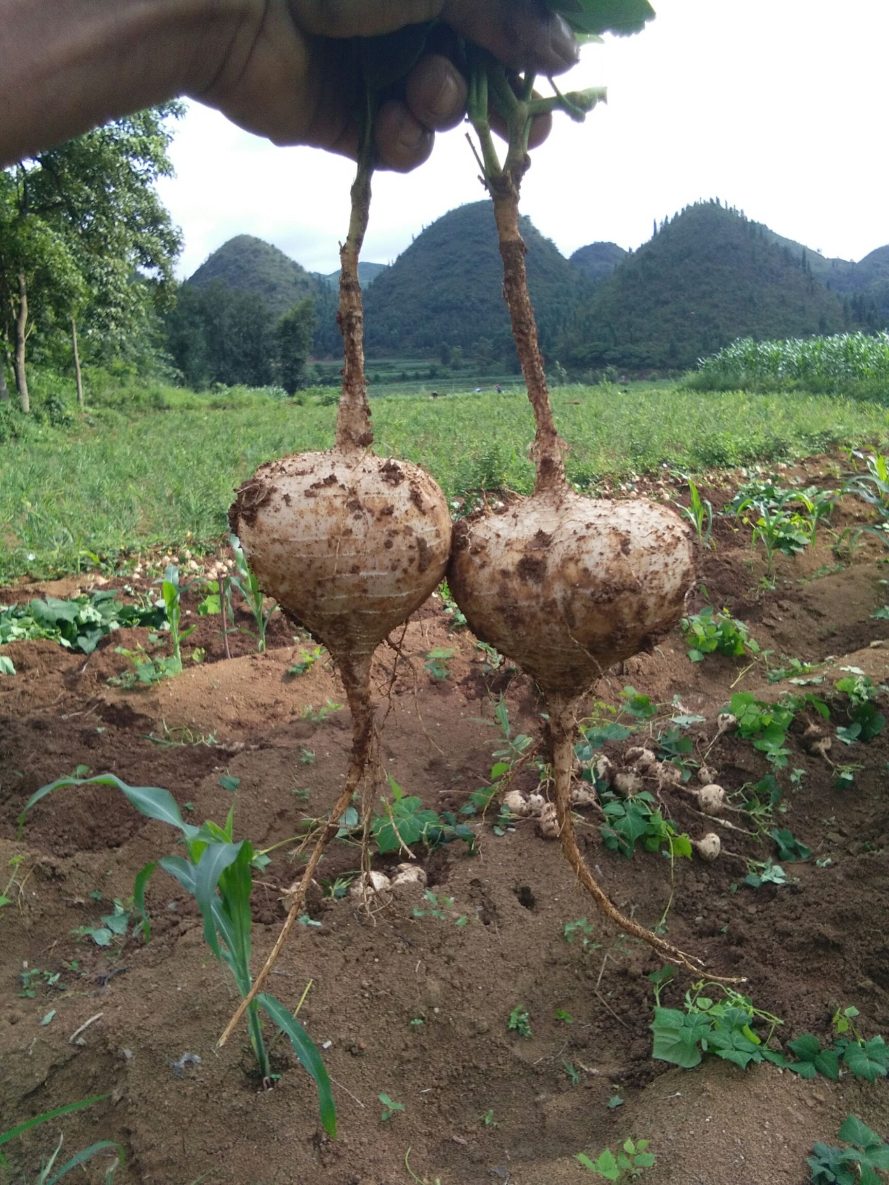 贵州镇宁布依族苗族自治县凉薯 贵州省安顺市镇宁县凉署(地萝卜)