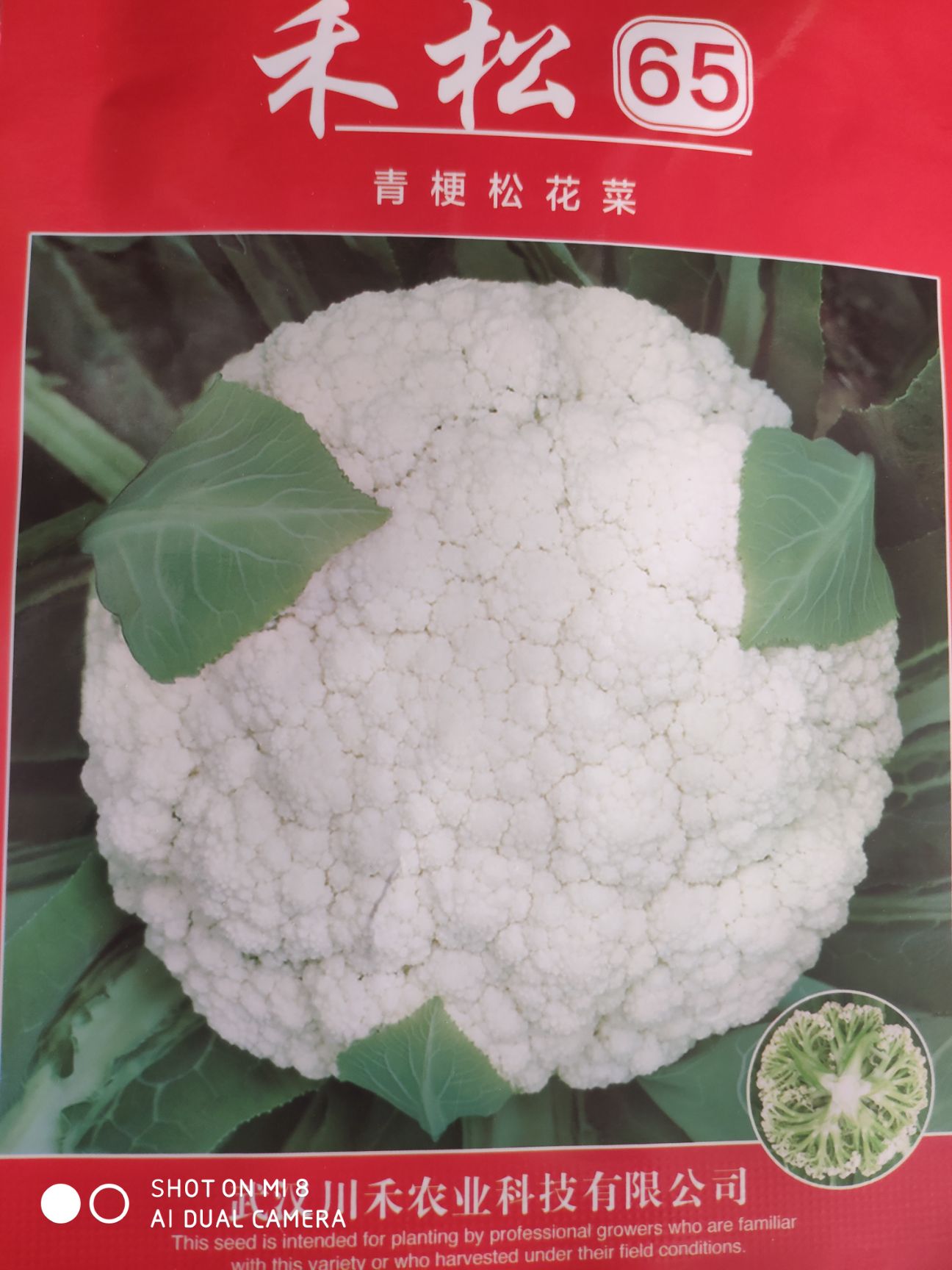 松花菜种子 台湾引进高档松花定植65天耐热湿 花球洁白半球型高产重