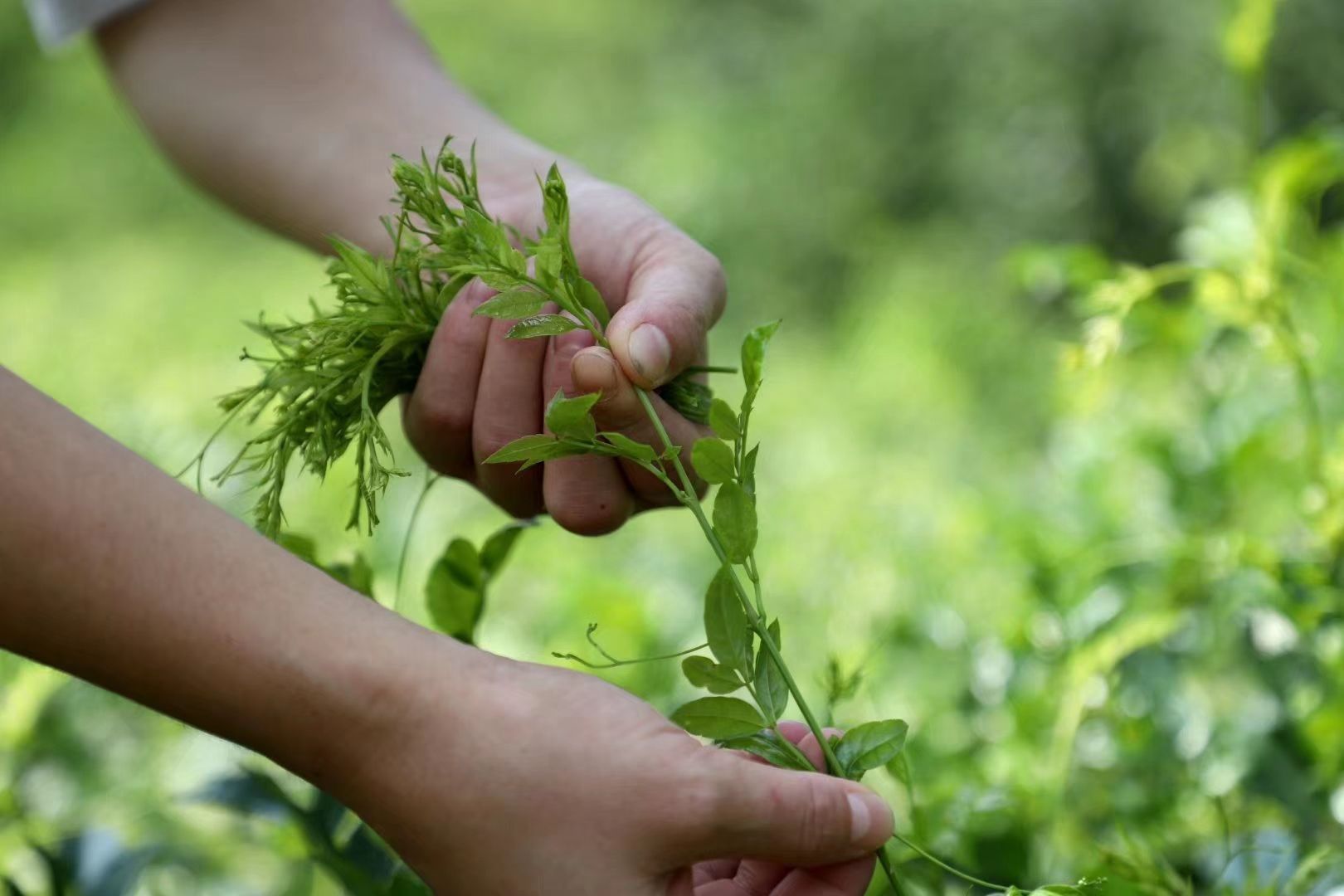 张家界莓茶,手工炒制