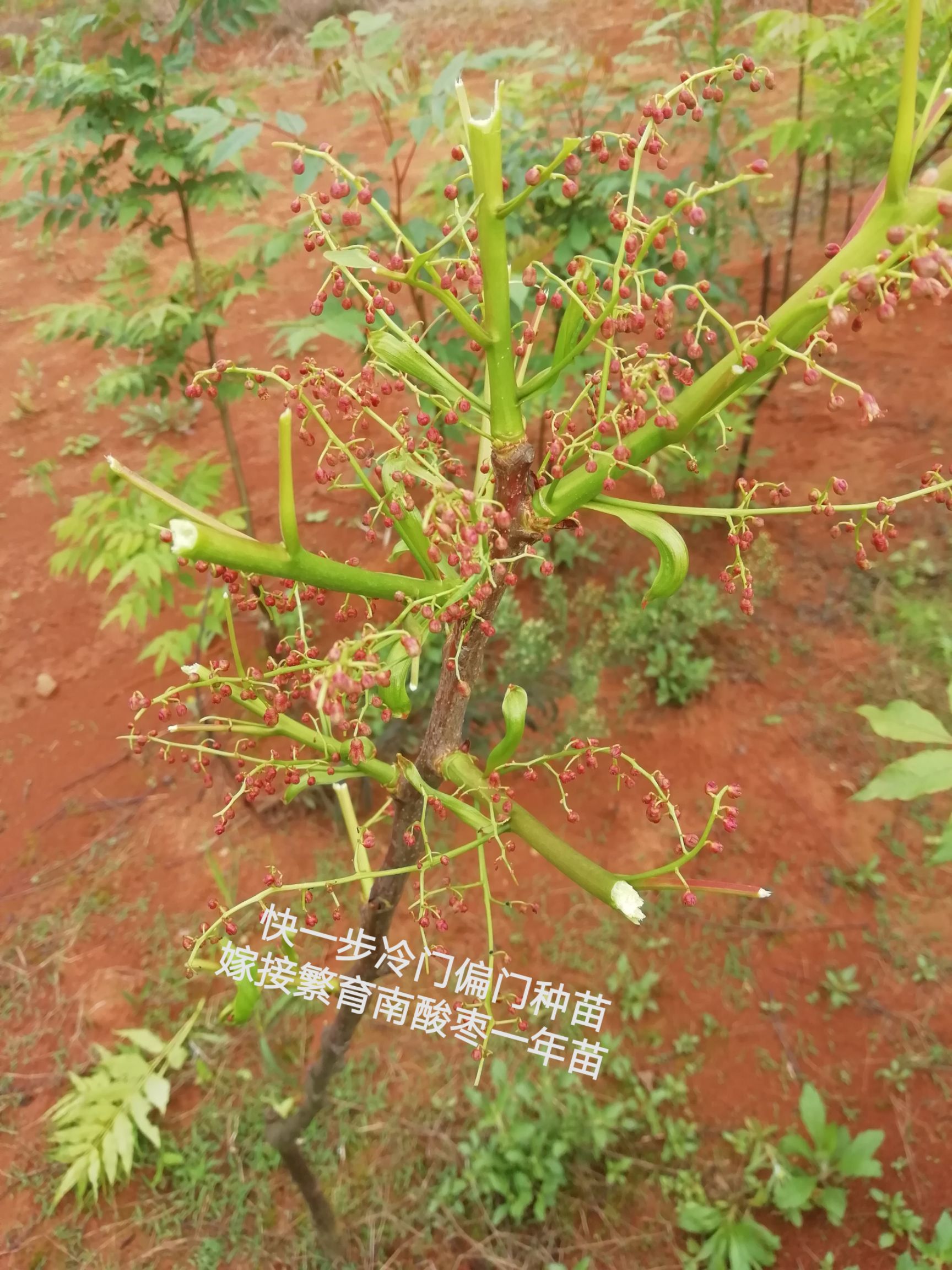 南酸枣树苗 嫁接南酸枣(四眼果,五眼果,鼻涕果)两年苗