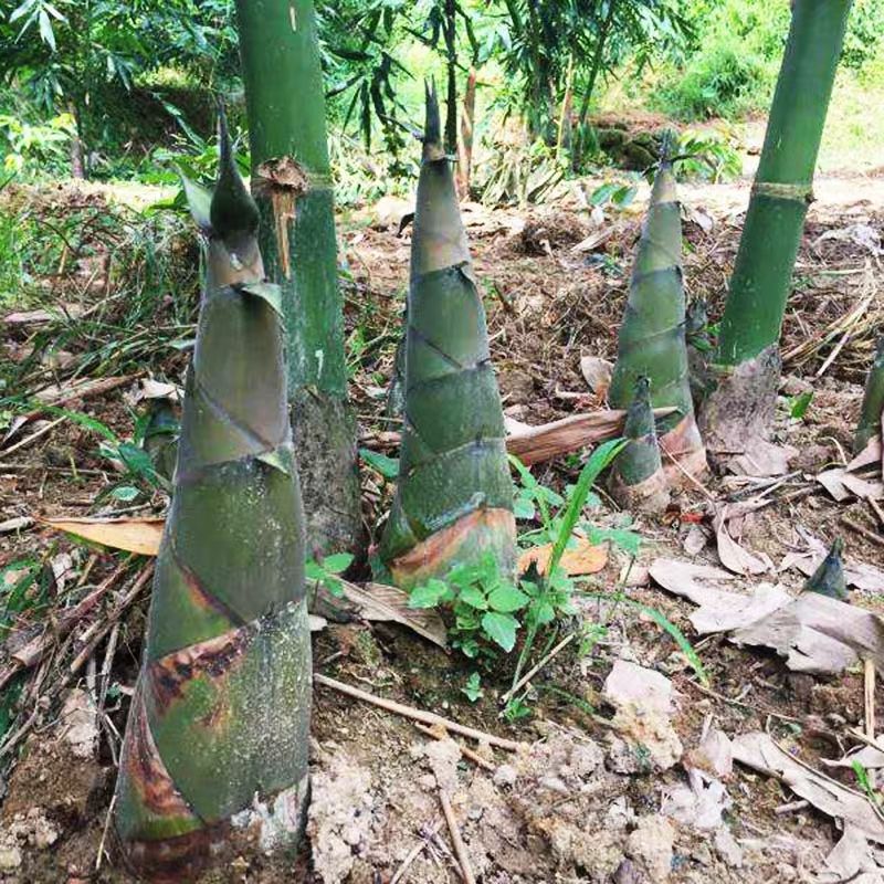 [山竹笋批发] 新鲜麻笋竹笋 36元一箱 5斤装价格36元\/包 1包起批