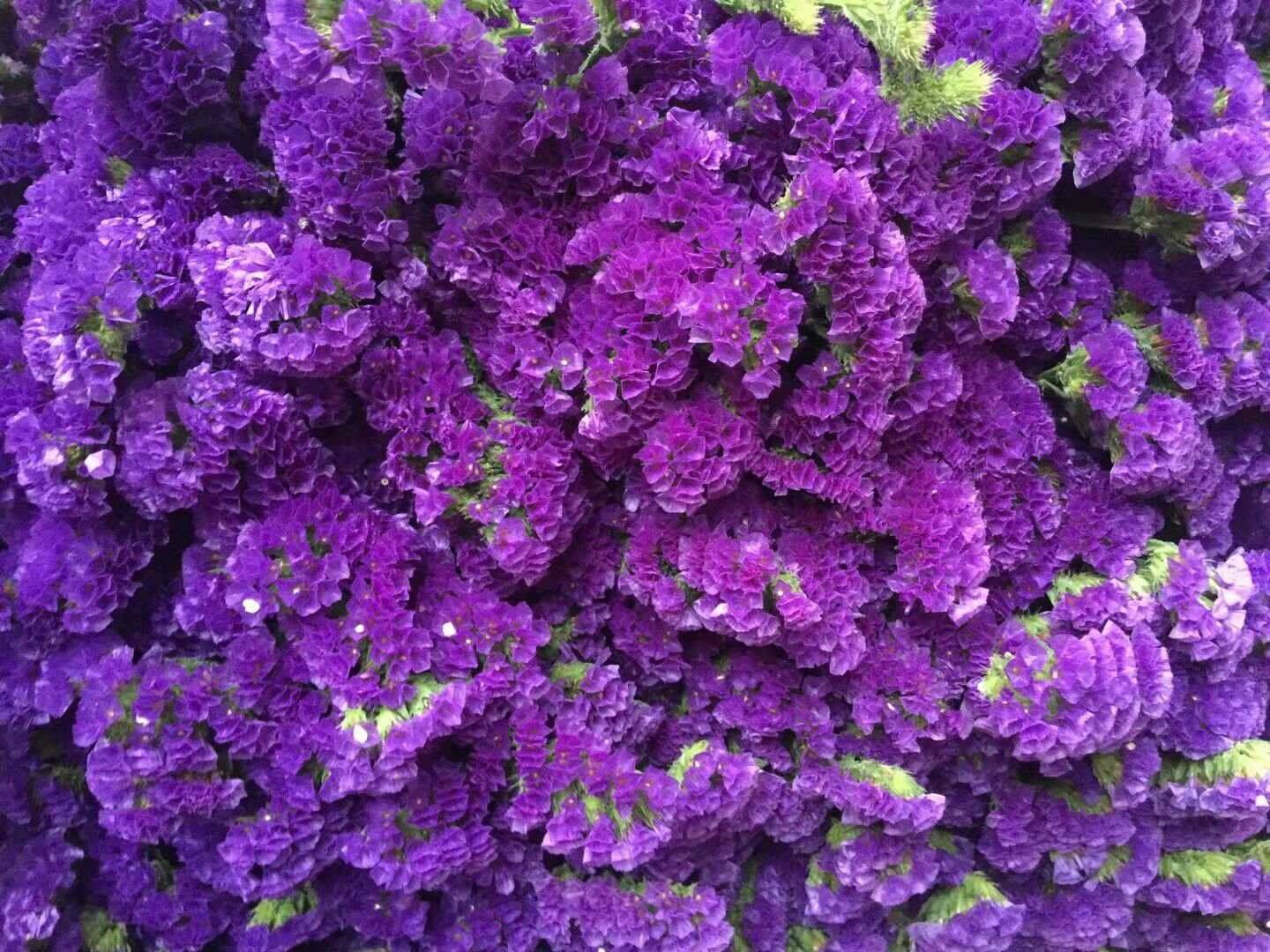 【勿忘我】永恒的爱,浓情厚谊,永不变的心,永远的回忆.