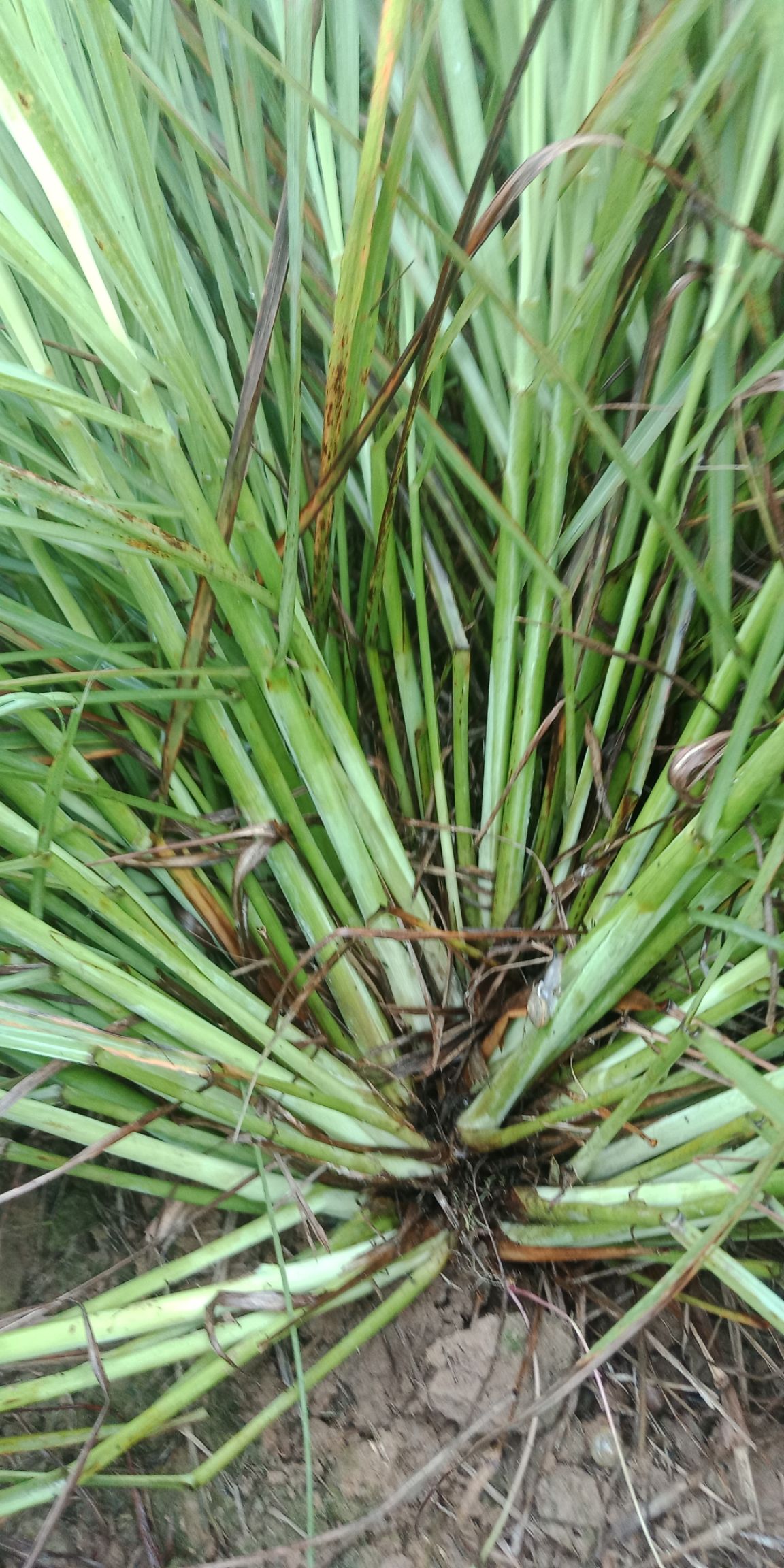 香茅草 欢迎各位老板至电资询鲜香茅!量大从优,来就有意外惊喜!