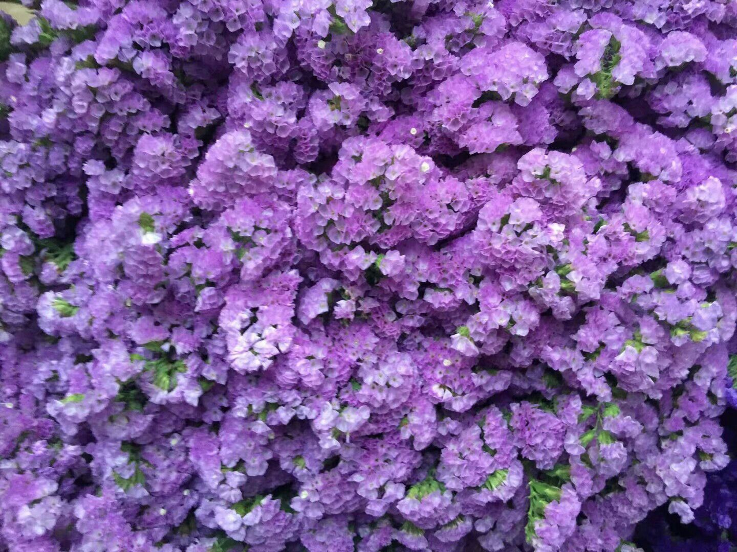 【勿忘我】永恒的爱,浓情厚谊,永不变的心,永远的回忆.