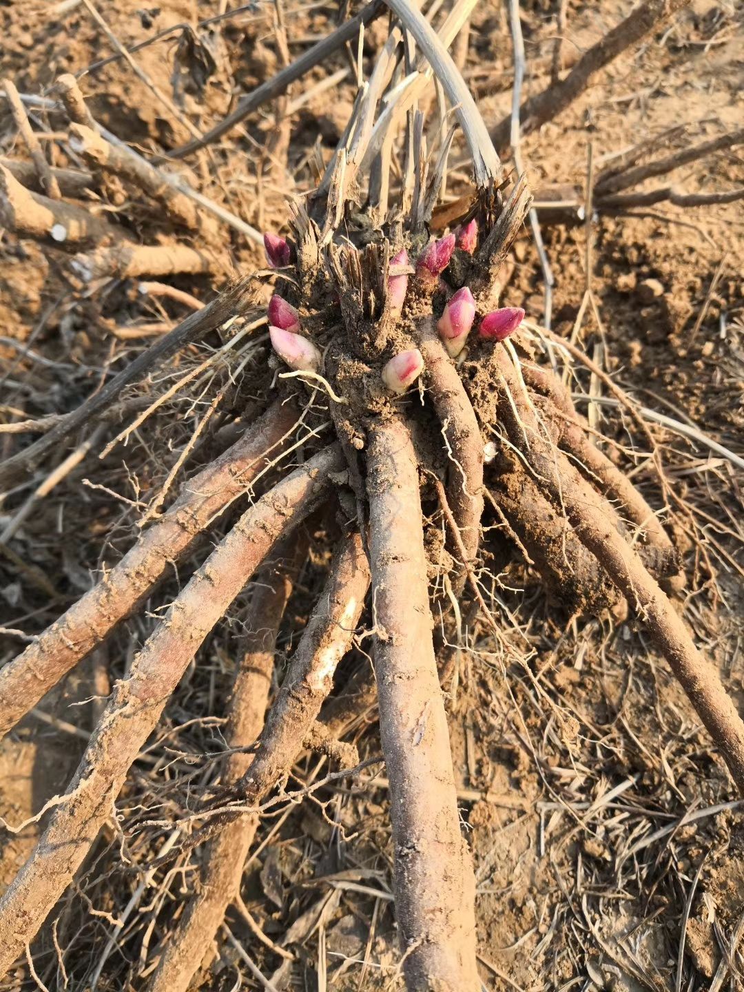 赤芍种苗 【爆款推荐】芍药苗,药用芍药苗,保成活,保品种,要现挖现