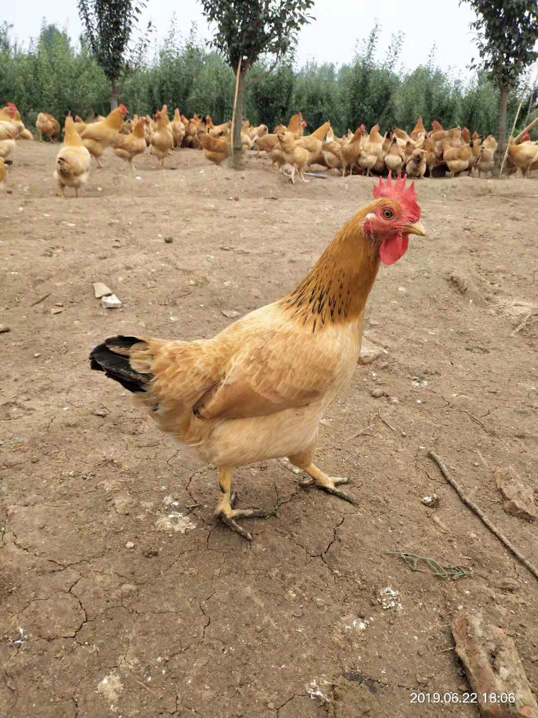 优质高产绿壳粉壳蛋鸡苗