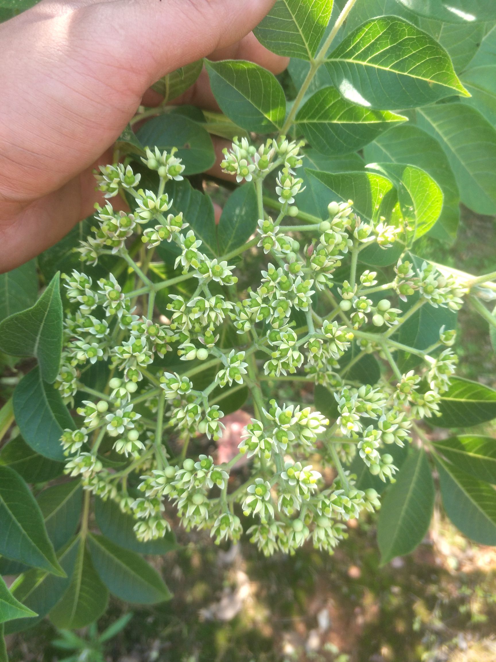 湖南吴茱萸小花,今年新出产品,货源多多,有需要的联系我.