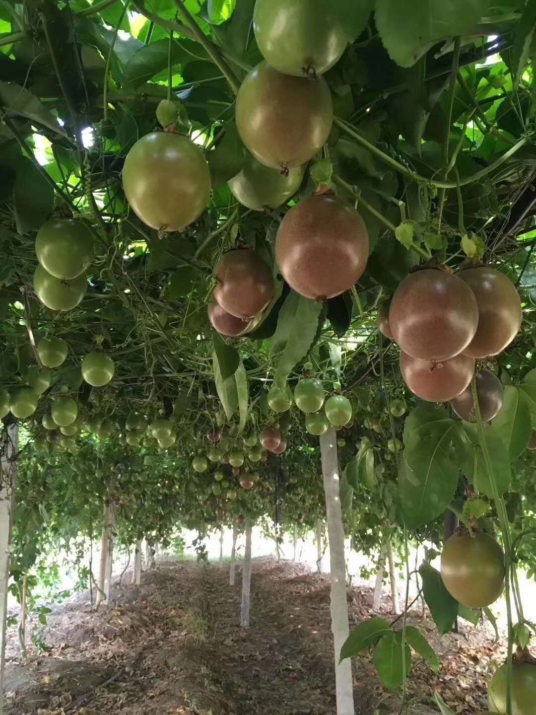 上百亩的黄金百香果果园,货源充足,欢迎订购