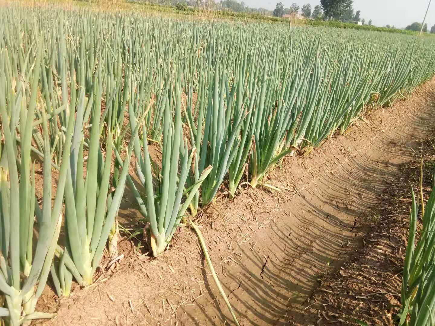 自家种植的大葱,地址胡集,有需要的联系我