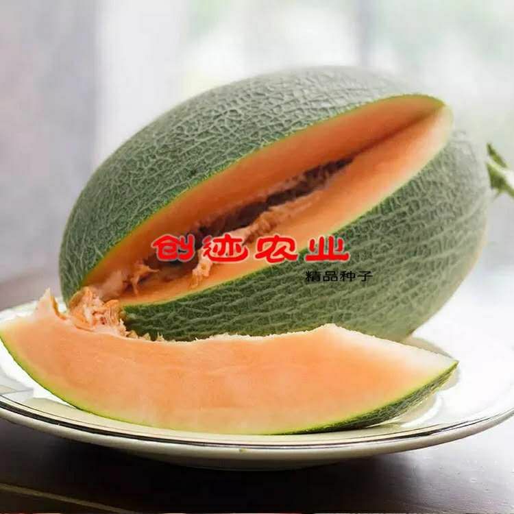 奶香蜜王哈密瓜种子橘红肉网纹甜瓜春季秋季新疆哈蜜瓜种子