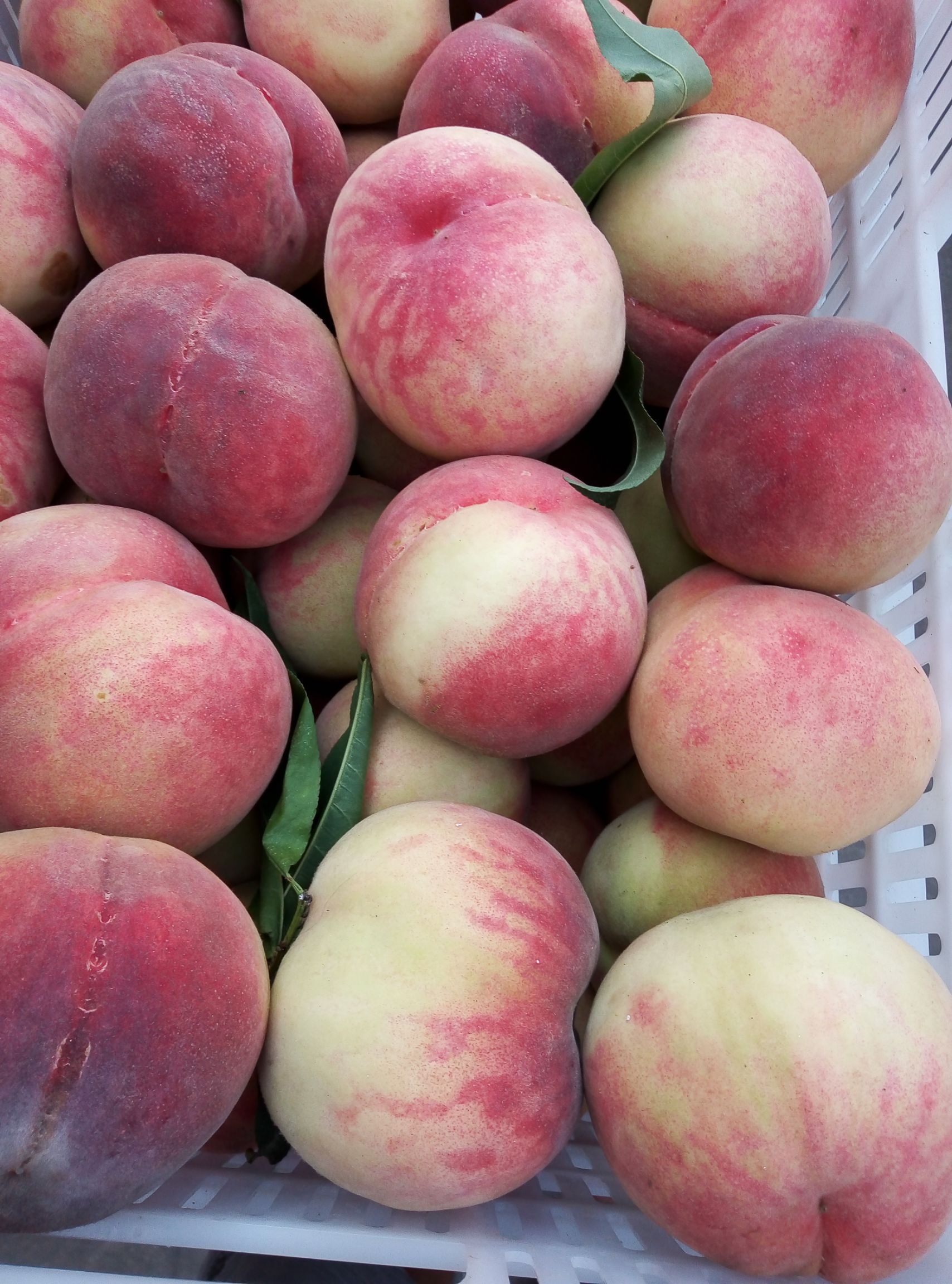 农产品批发供应商孟立生 - 惠农网电脑版