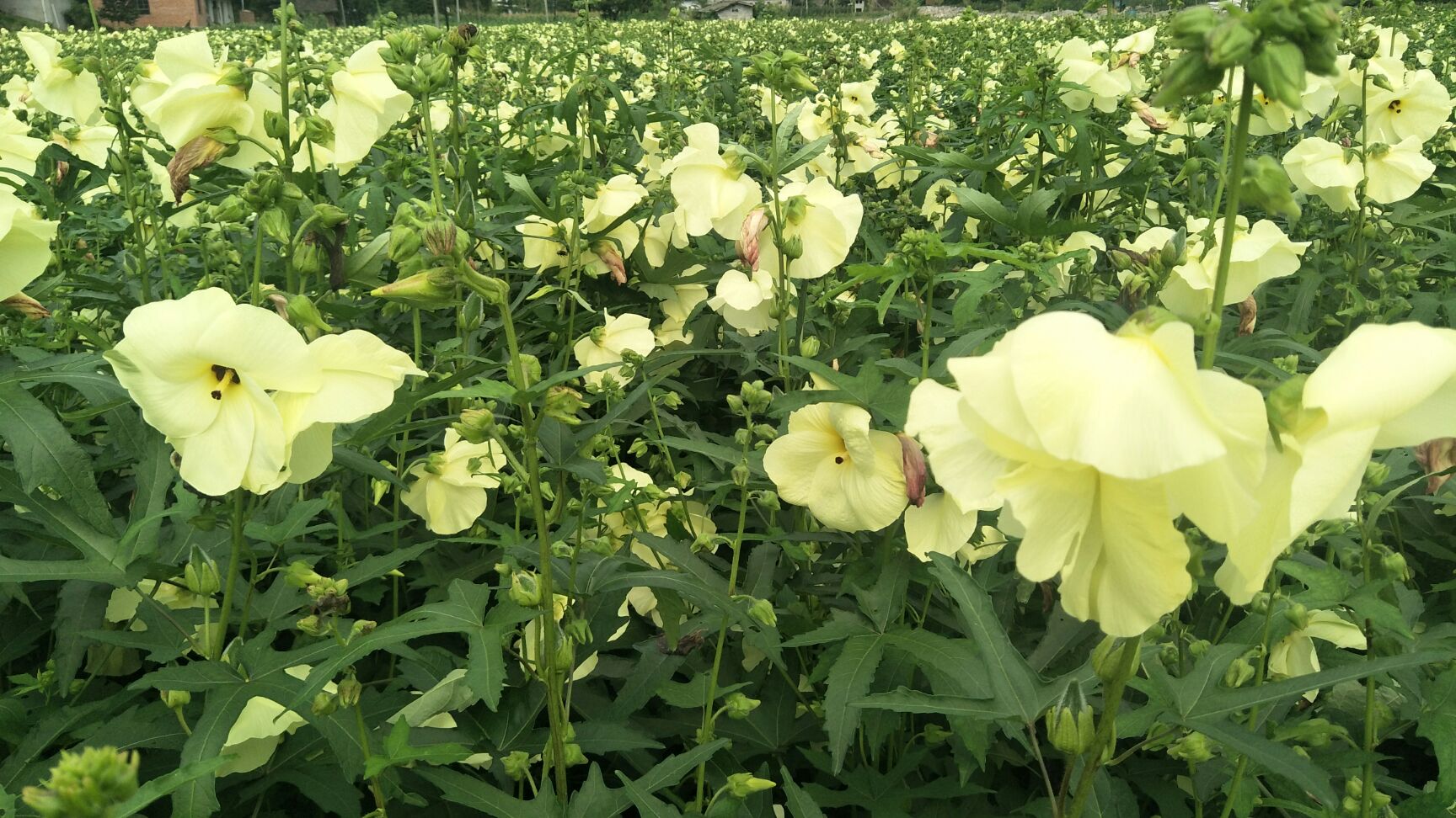 金花葵花茶 金花葵花蕾茶新茶