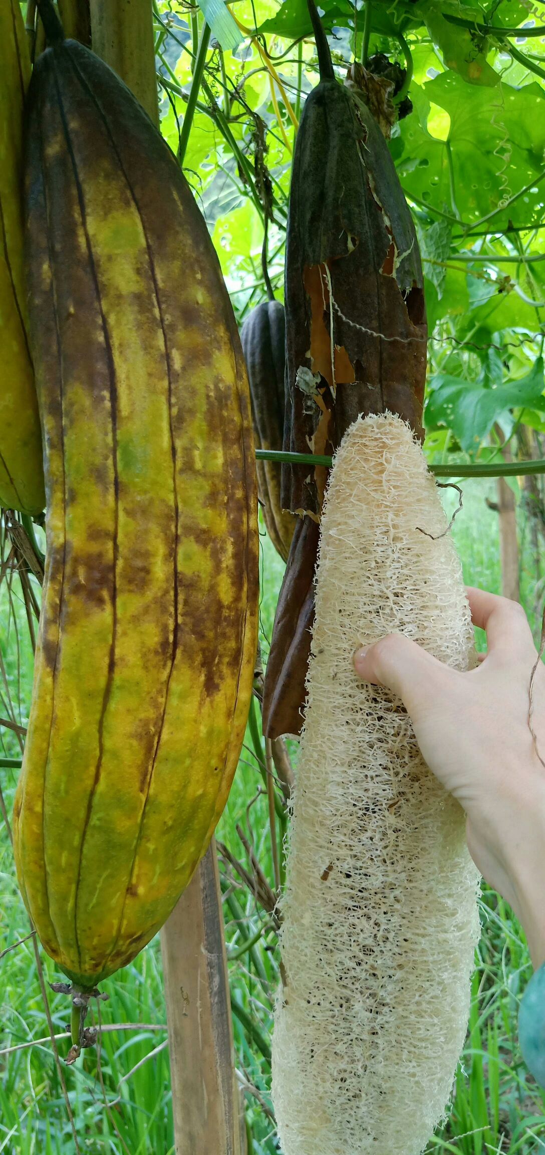 丝瓜络 水瓜原材料销售