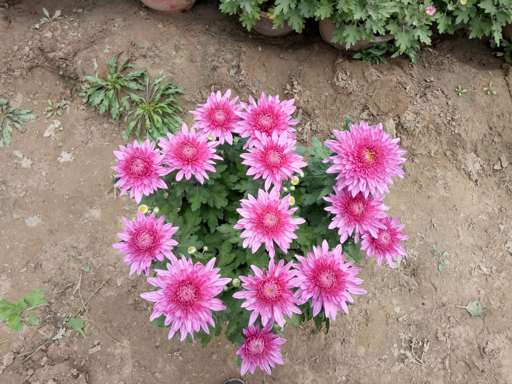 彩菊花苗 开封菊花10月出售欢迎预定