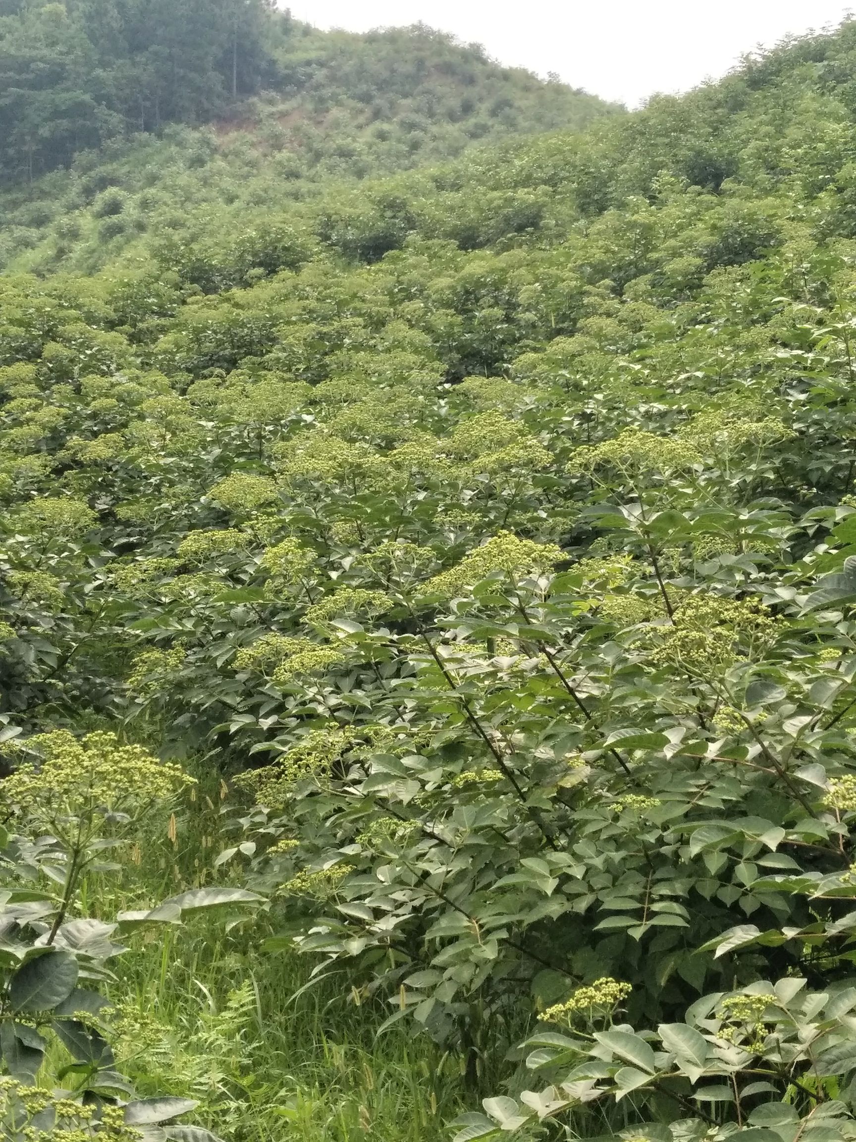 吴茱萸苗 纯中花吴茱萸,品种纯不开裂