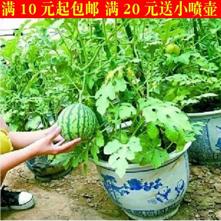 西瓜苗四季盆栽阳台水果蔬菜富硒无籽春季种植嫁接结果西瓜树种子