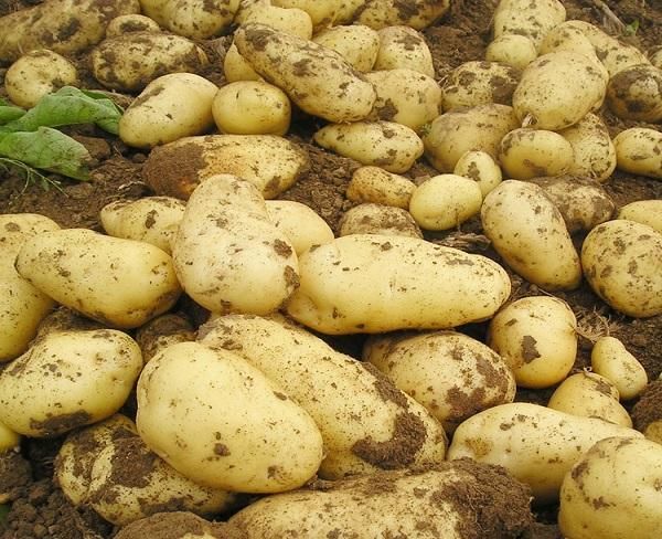 内蒙古土豆出售品种全品质好