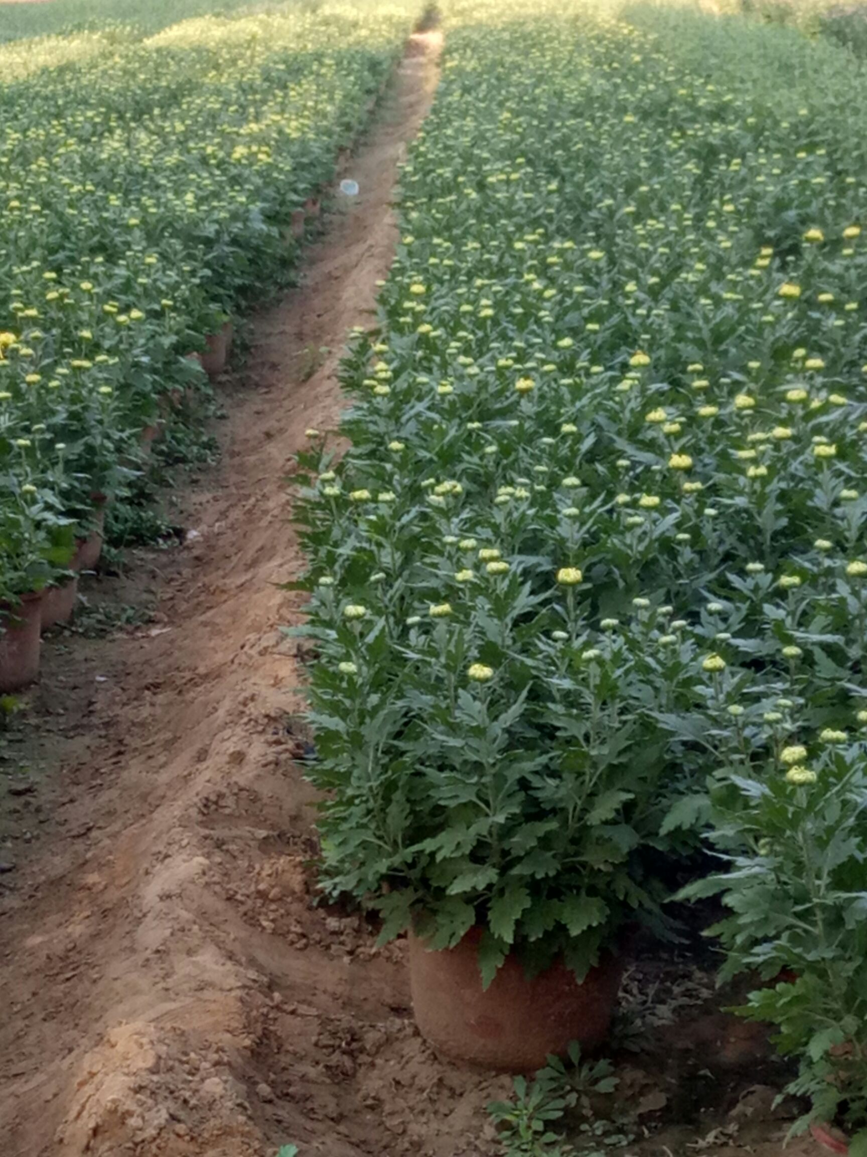 彩菊花苗 开封菊花10月出售欢迎预定