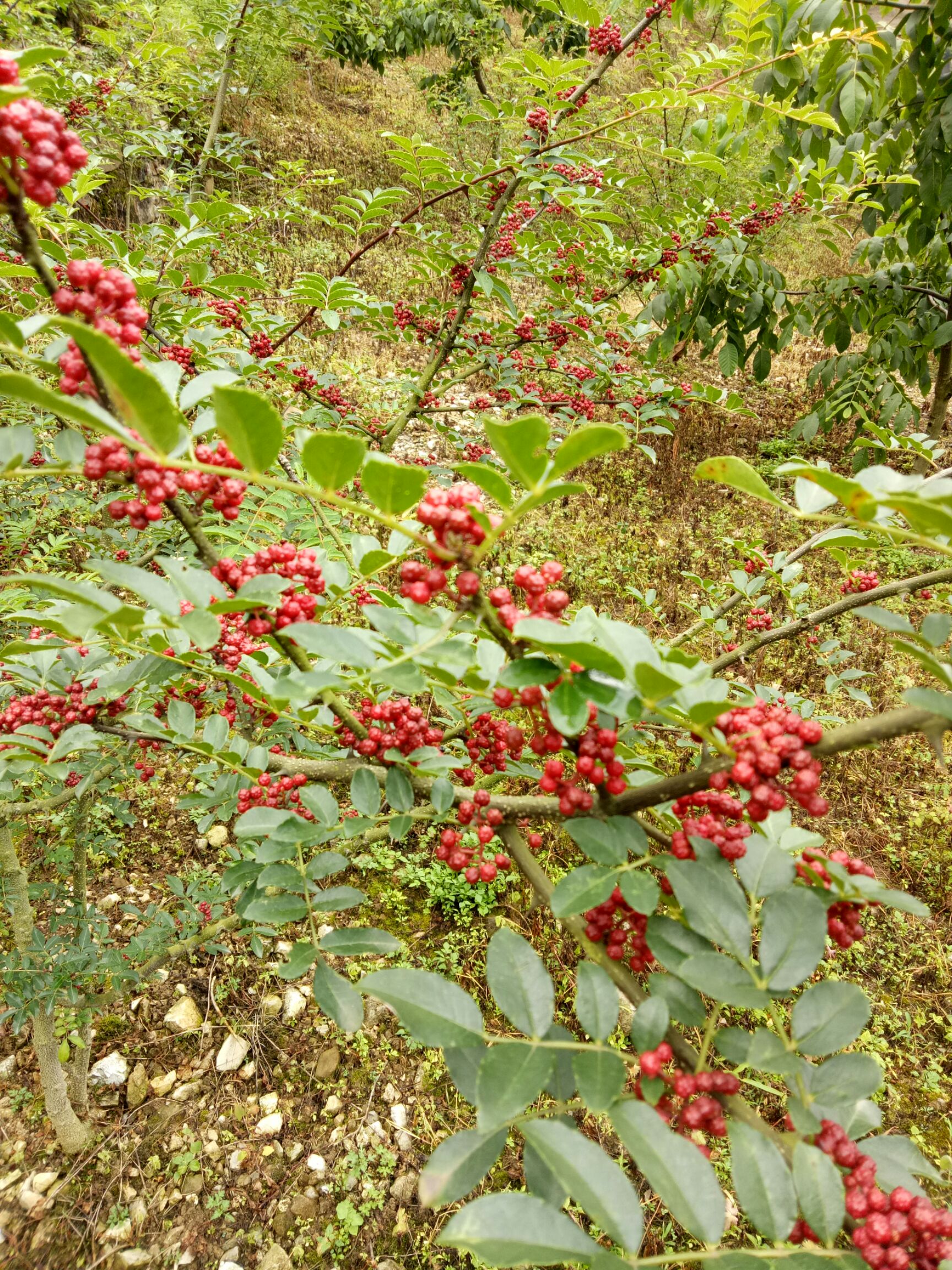 汉源花椒