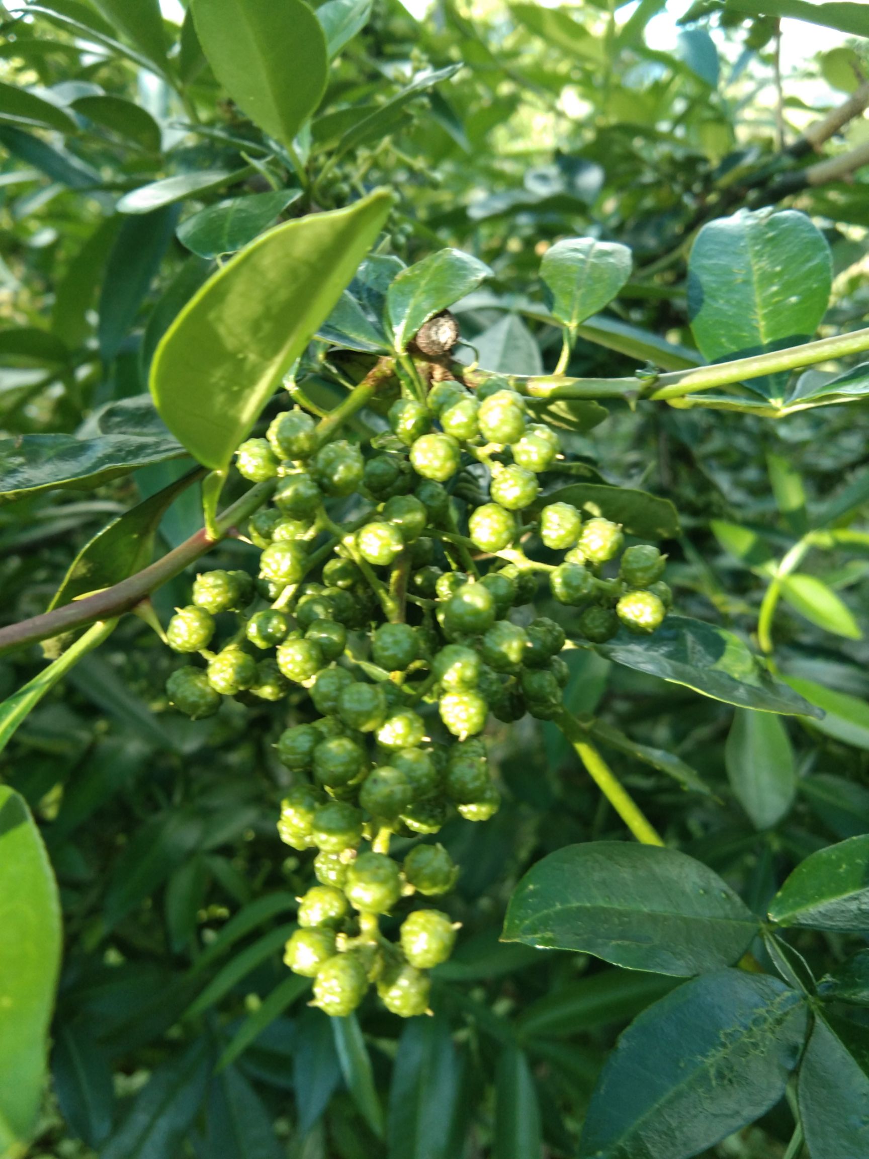 红花椒 一级 鲜花椒