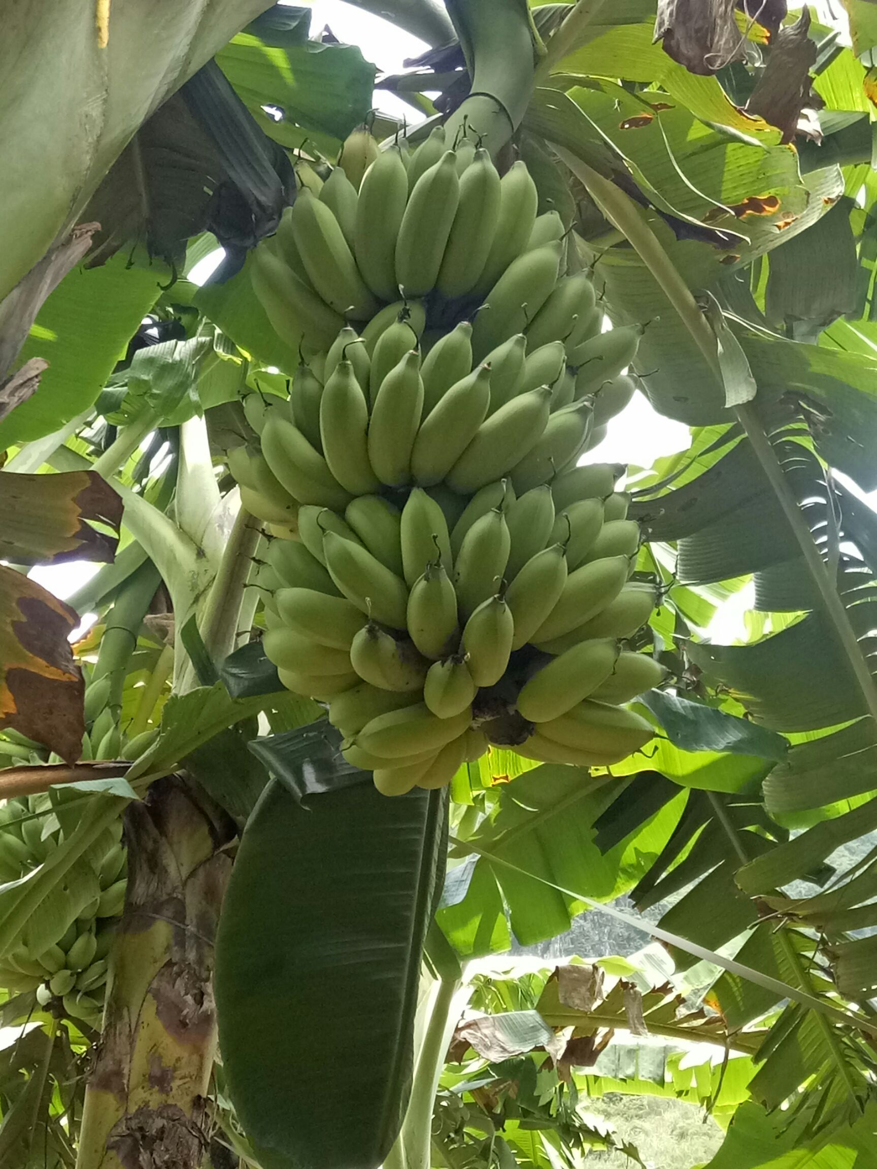 西贡蕉哪里有卖 - 西贡蕉货源 -西贡蕉图片\/价格