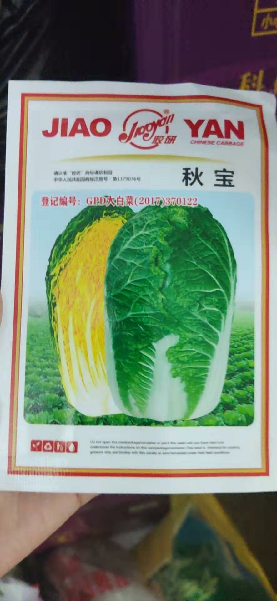 秋宝黄心白菜种子