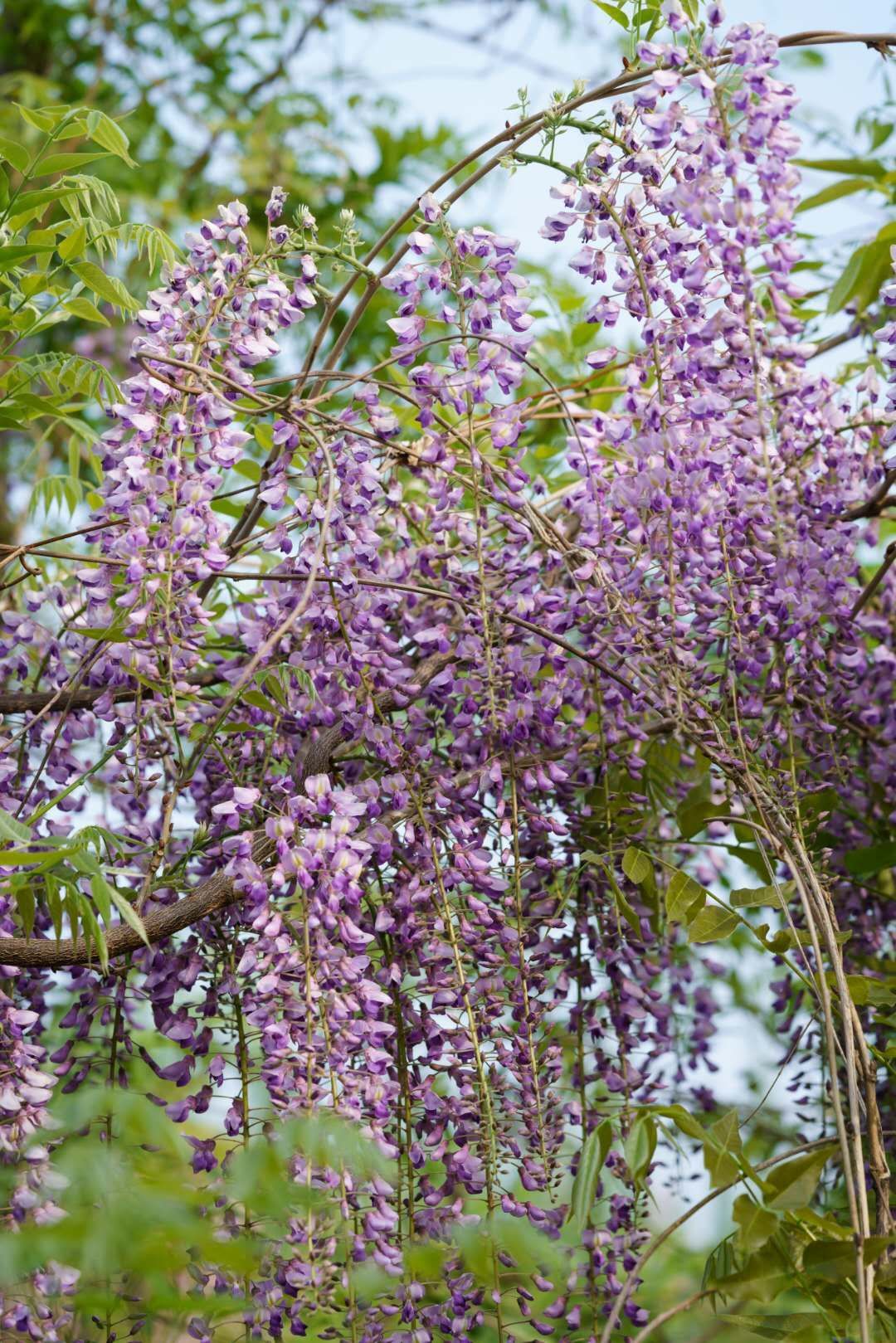 丰花紫藤 日本多花紫藤大量供应