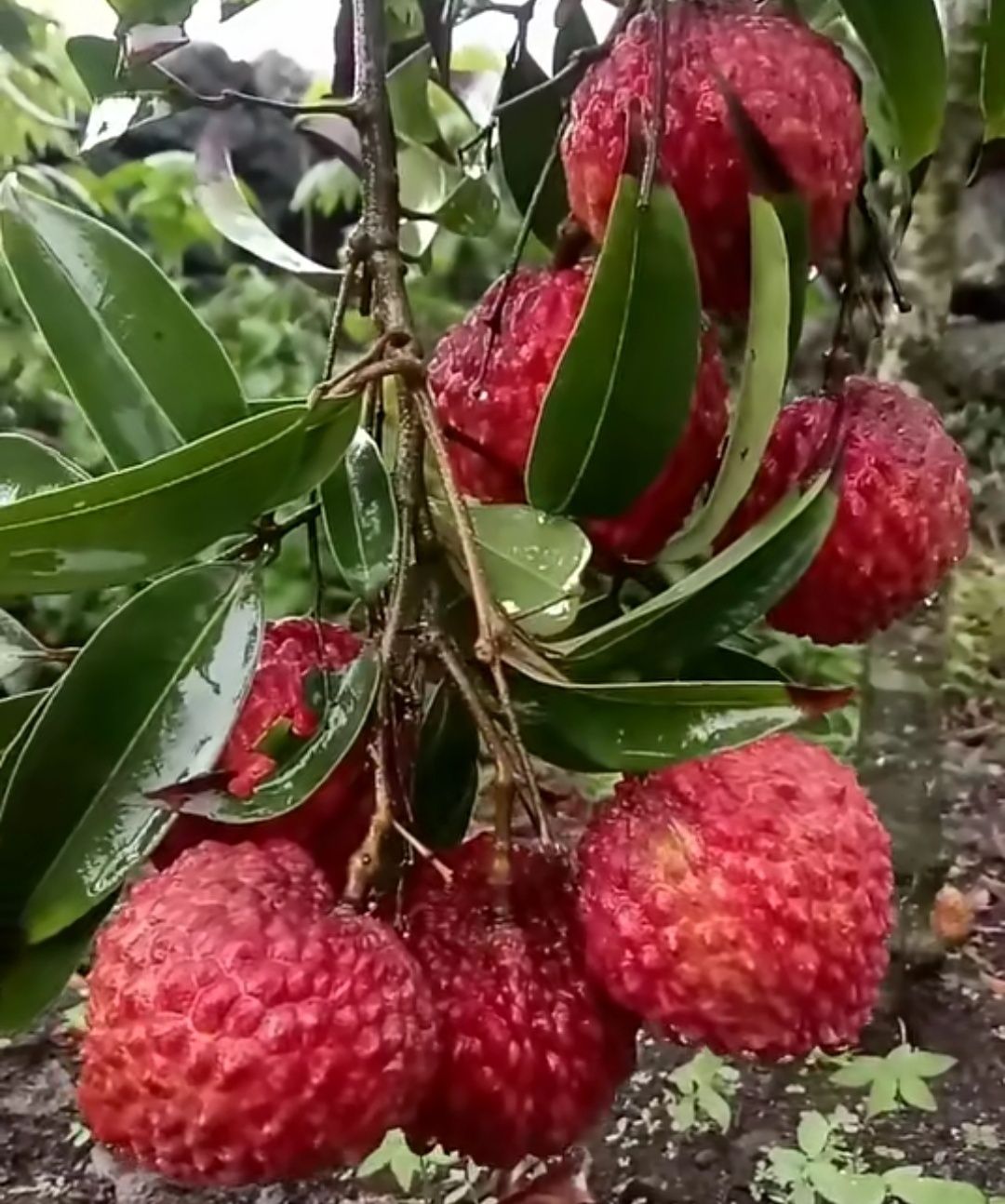 糯米糍荔枝苗 三月红,荔枝王,灵山香荔