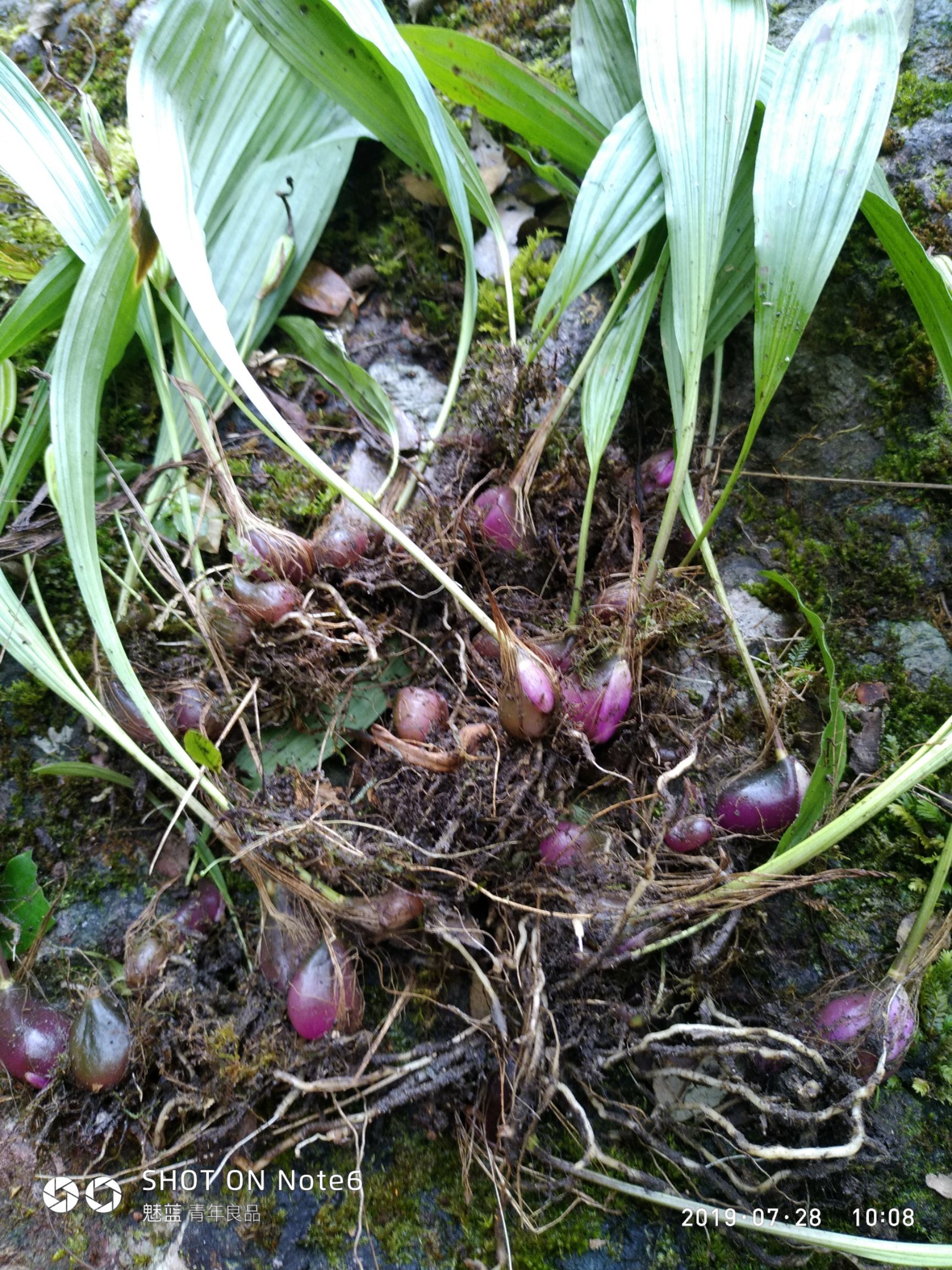山慈菇 