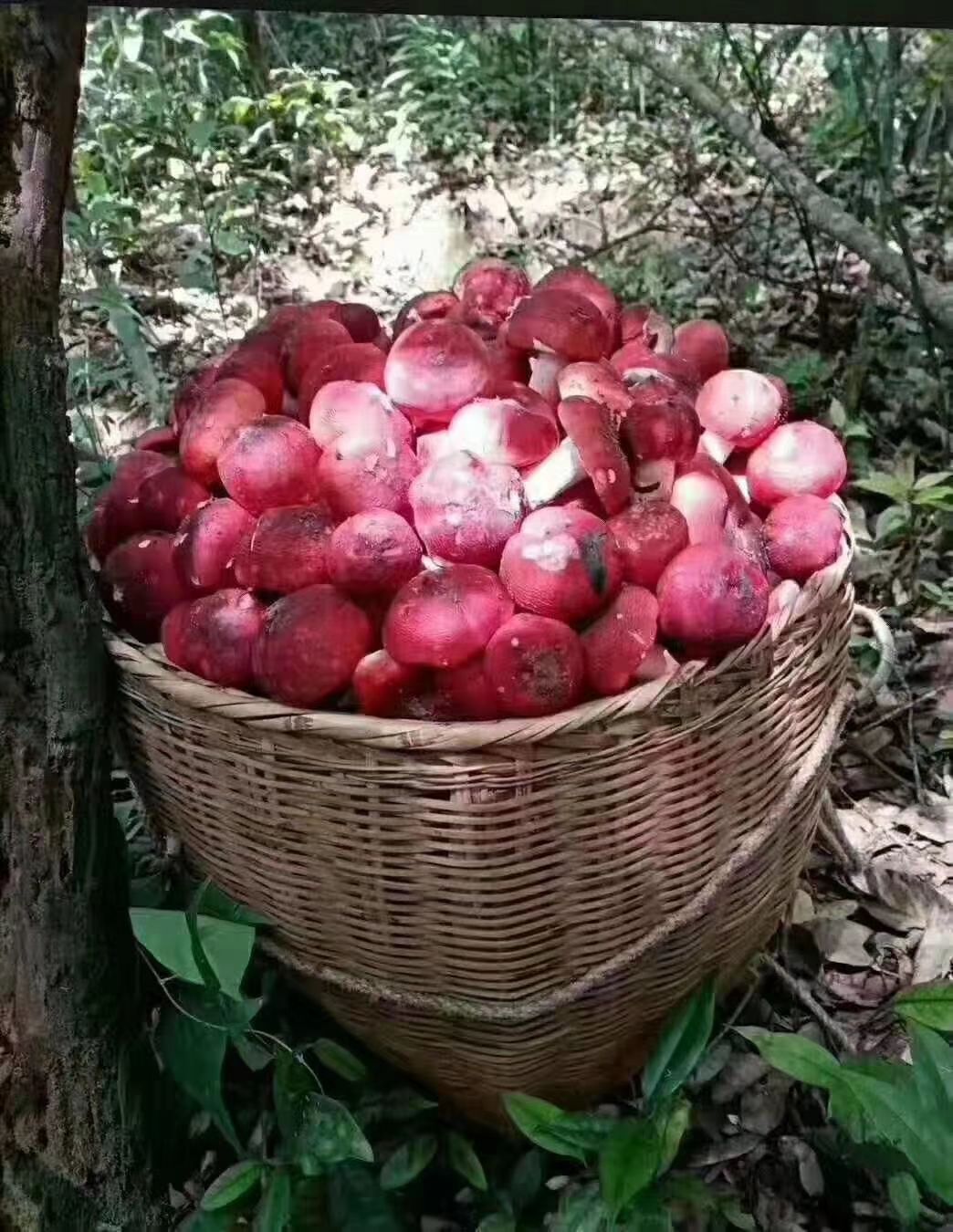 大红菌标菇(普洱野生大红菌)