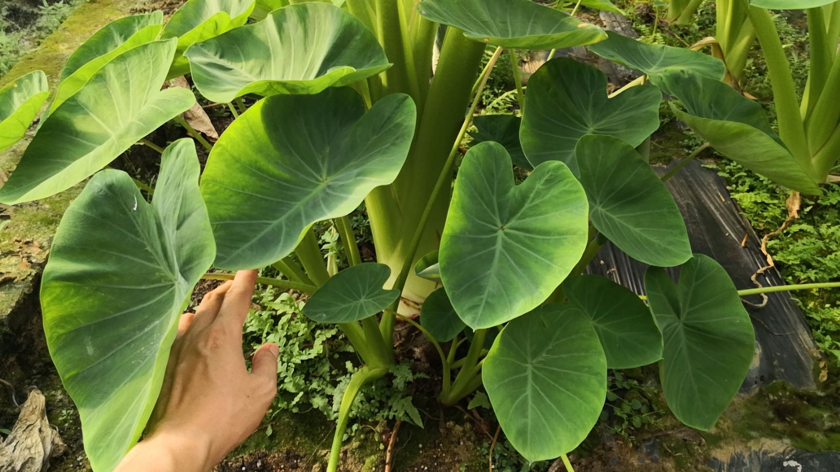 芋头种子 广西农科院"桂芋2号"原种二代芋种,高产稳产,抗病力强.