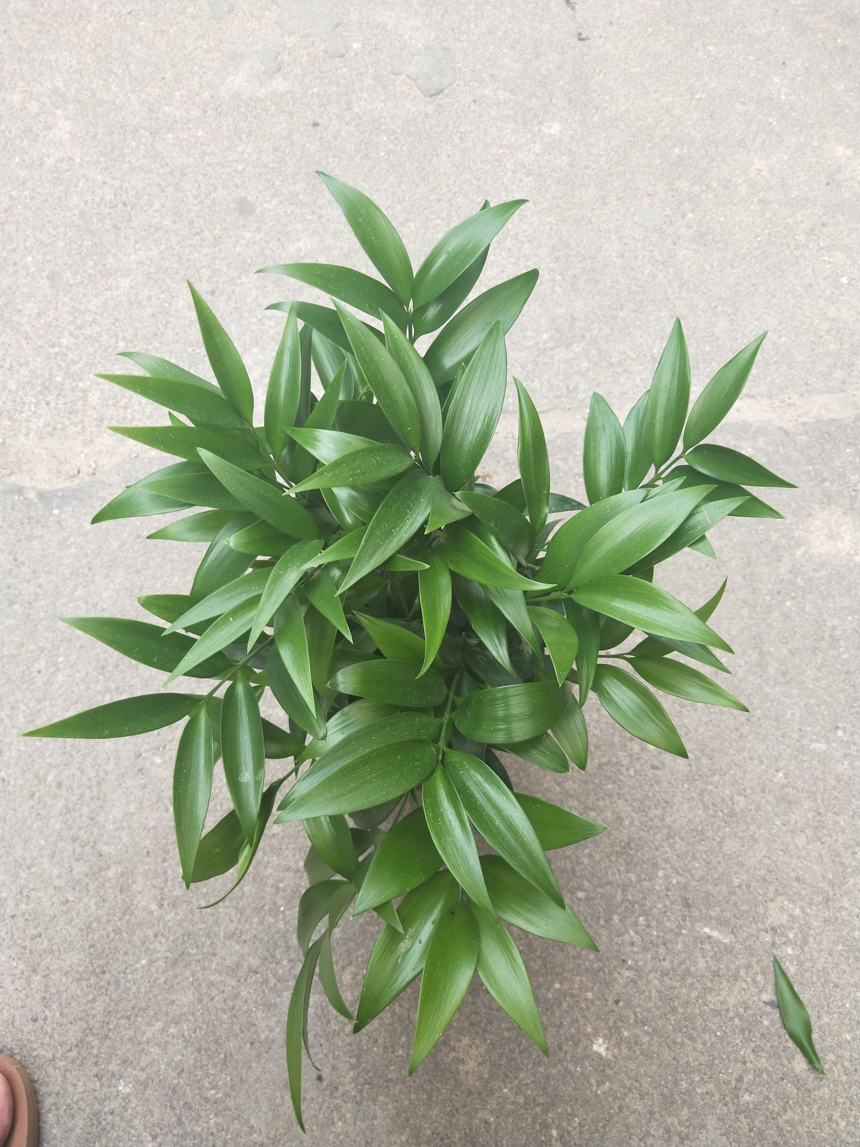 四季常青 竹柏 竹叶柏绿色植物 桌面盆栽 花卉绿植防辐射