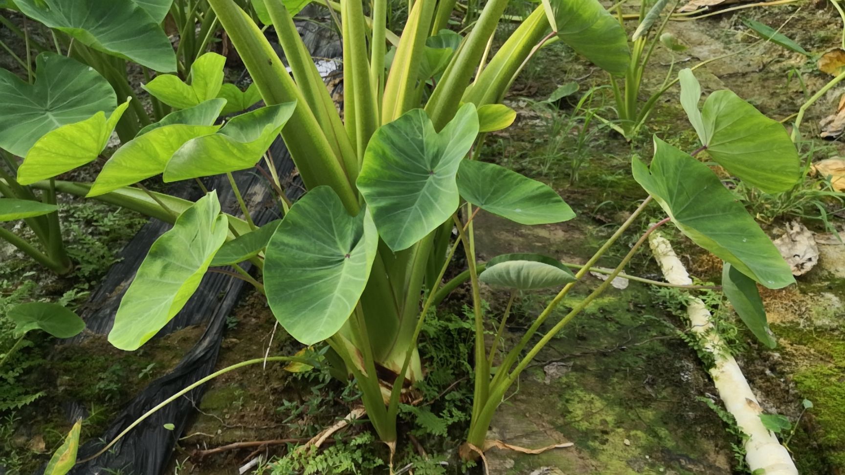 芋头种子 广西农科院"桂芋2号"原种二代芋种,高产稳产,抗病力强.