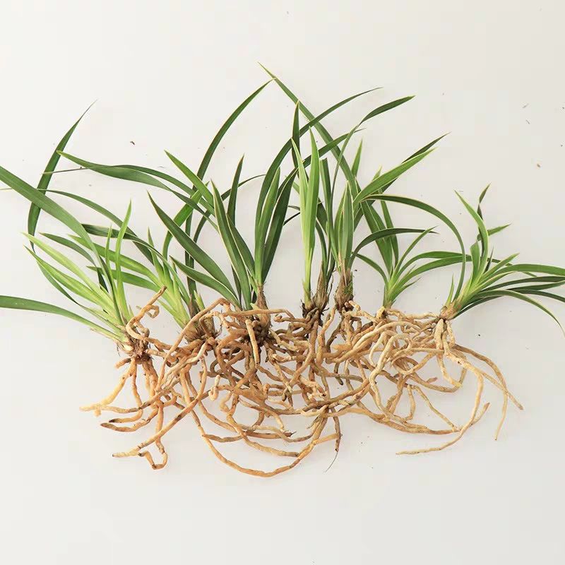 [春兰批发] 红色兰花价格18.8元\/盆 1盆起批