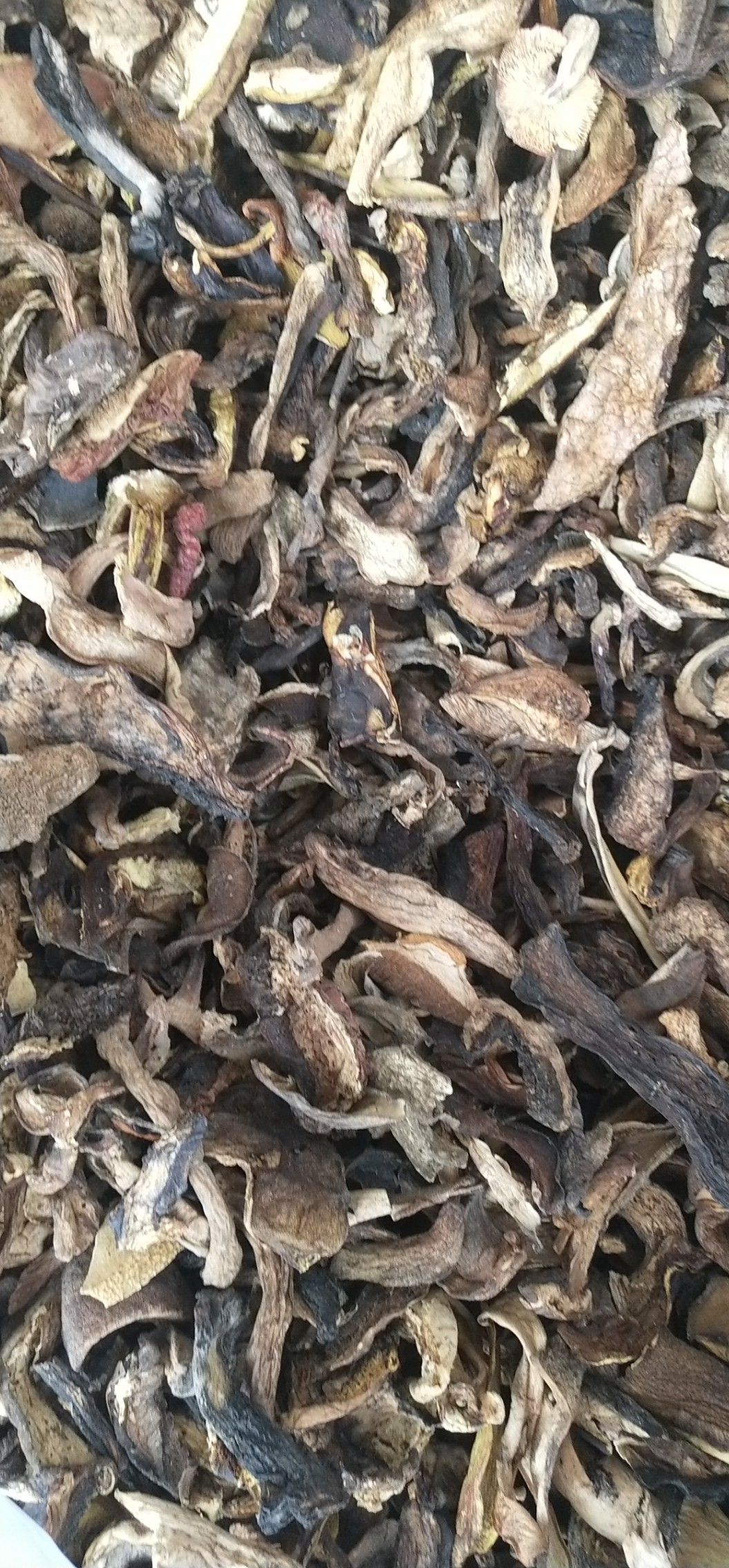 白葱牛肝菌 干牛肝菌 *生牛肝菌