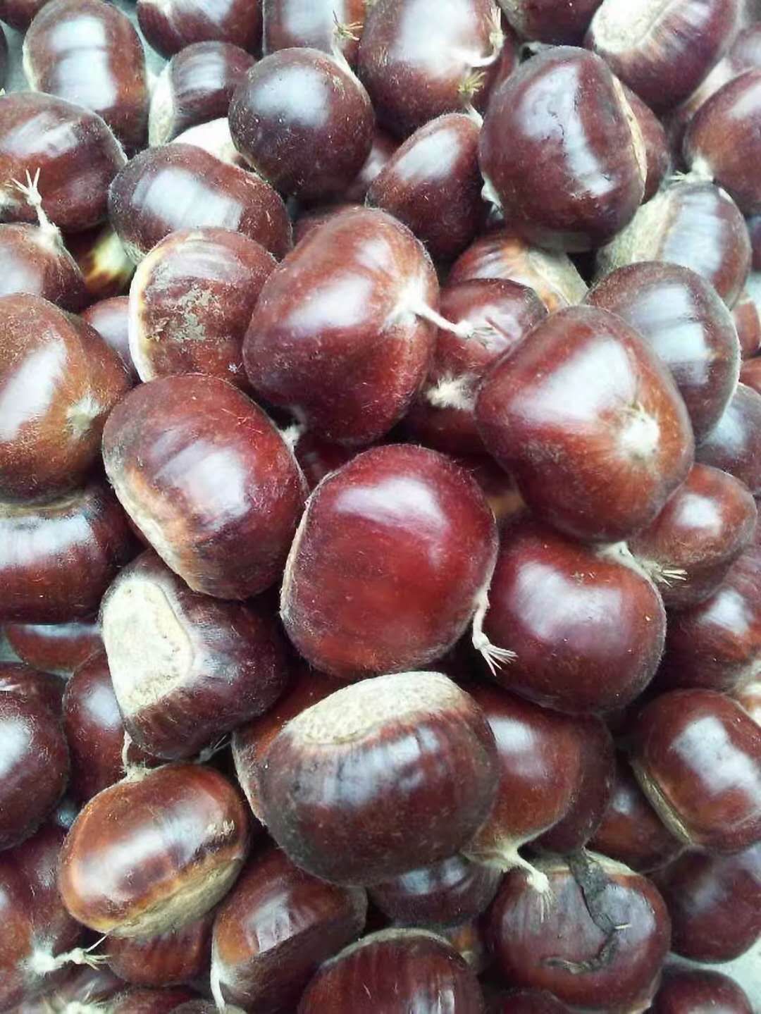 青龙板栗,果肉甘甜,肉质好,易保存等优点