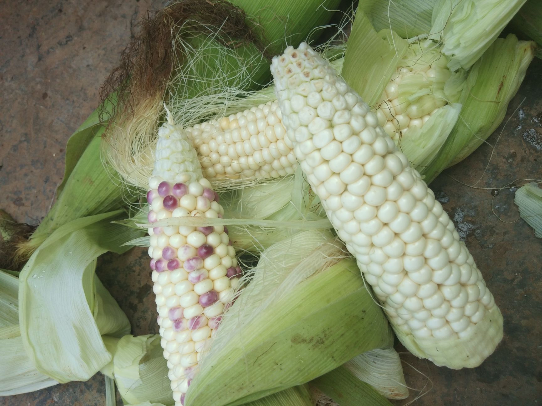 云南老品种新鲜玉米现摘现发香甜糯玉米天然绿色食品质量保证包