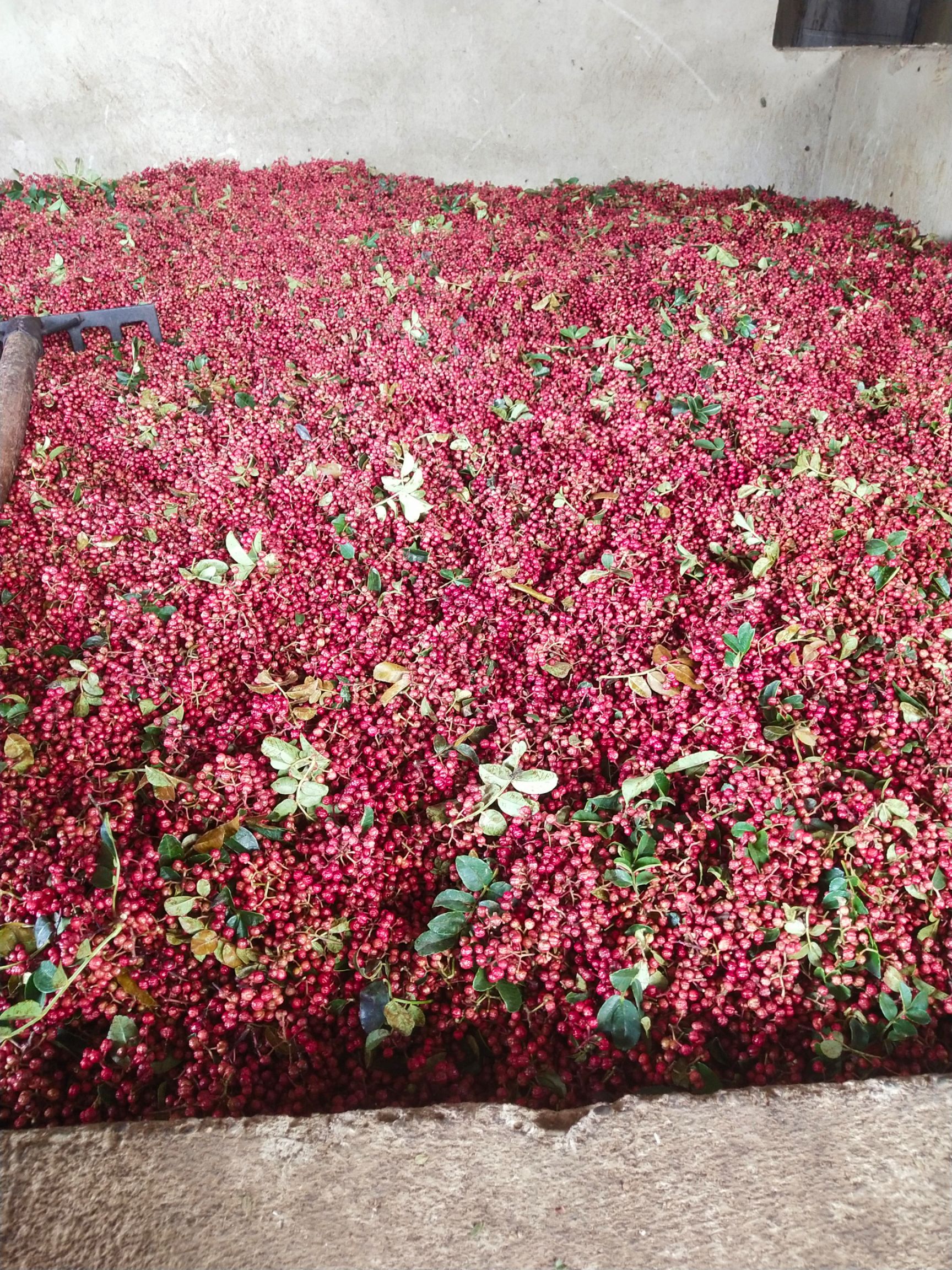 [盐源花椒批发] 鲜花椒血花椒小花椒价格15元/斤 500斤起批 - 惠农网