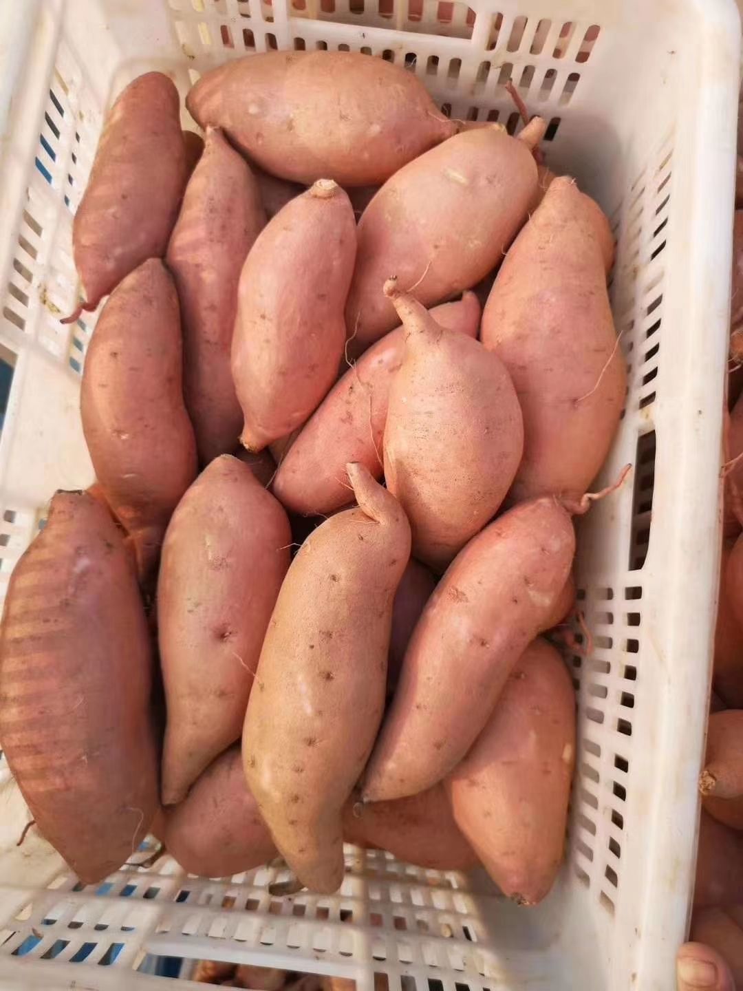 窖藏龙薯九号 电商 市场 千亩基地 专业种植龙薯龙九