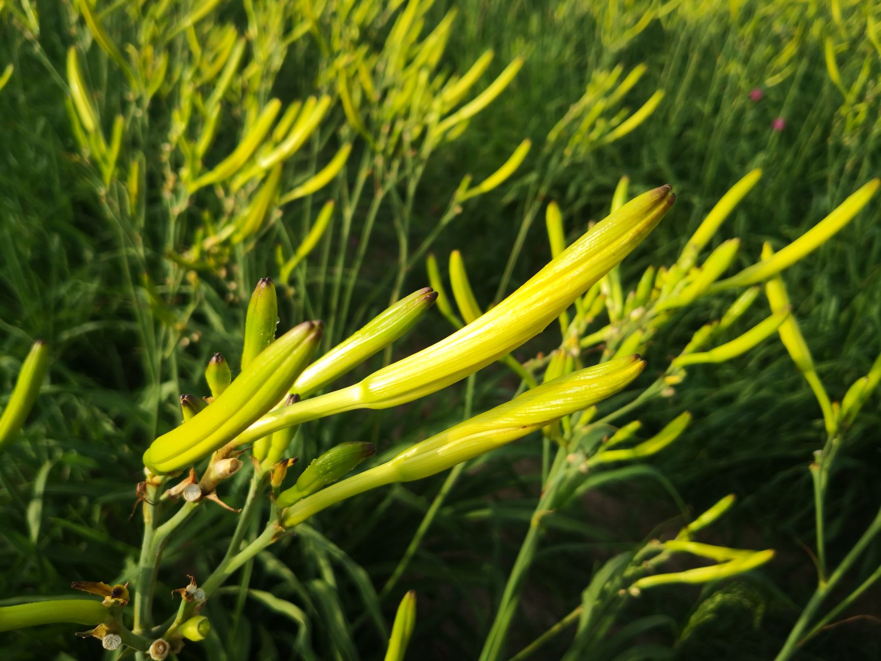 供应大厅  农副加工  脱水蔬菜   商品属性 品种名:黄花菜干 品种名