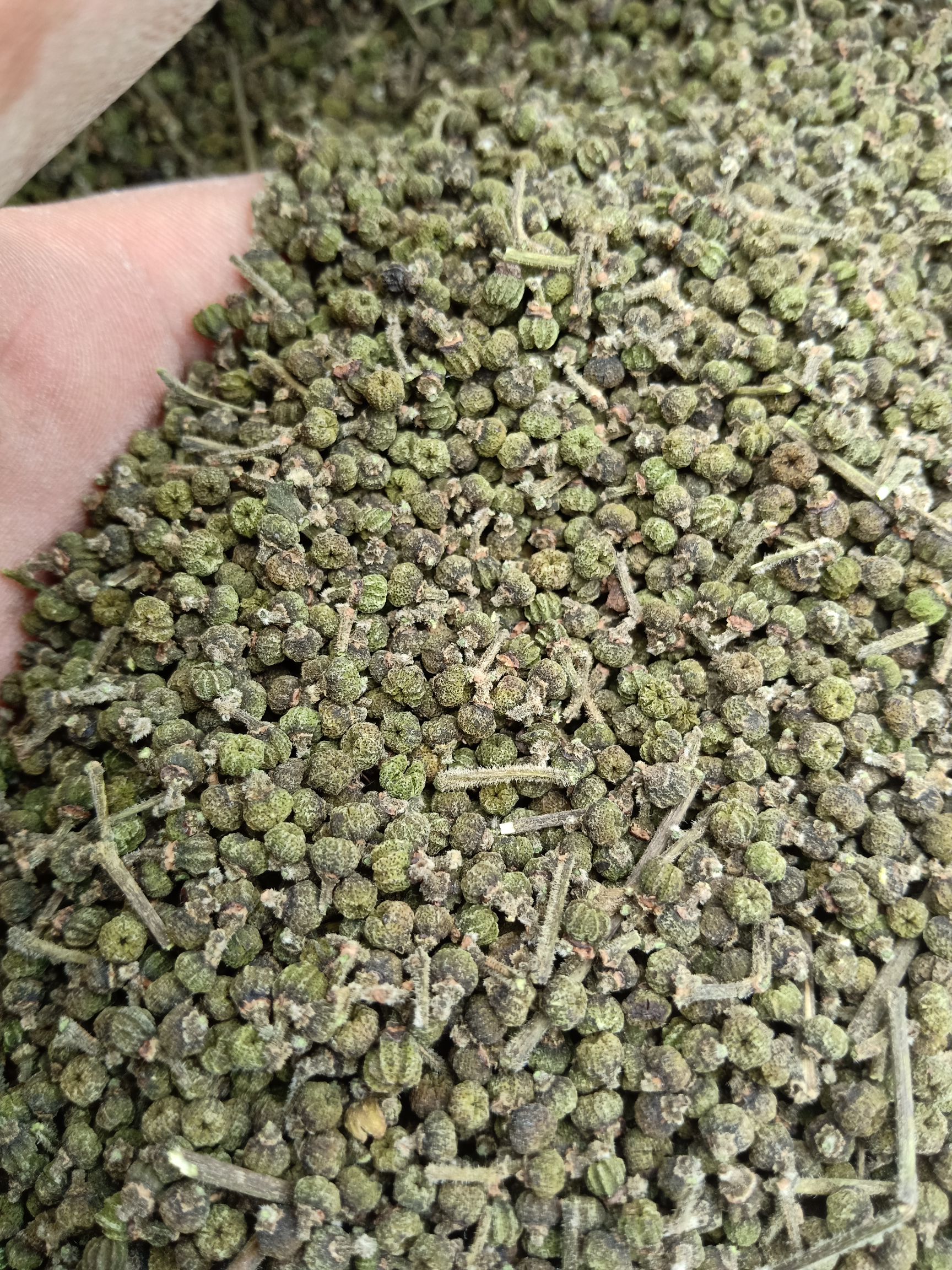 吴茱萸(茶辣)无裂口过3号筛